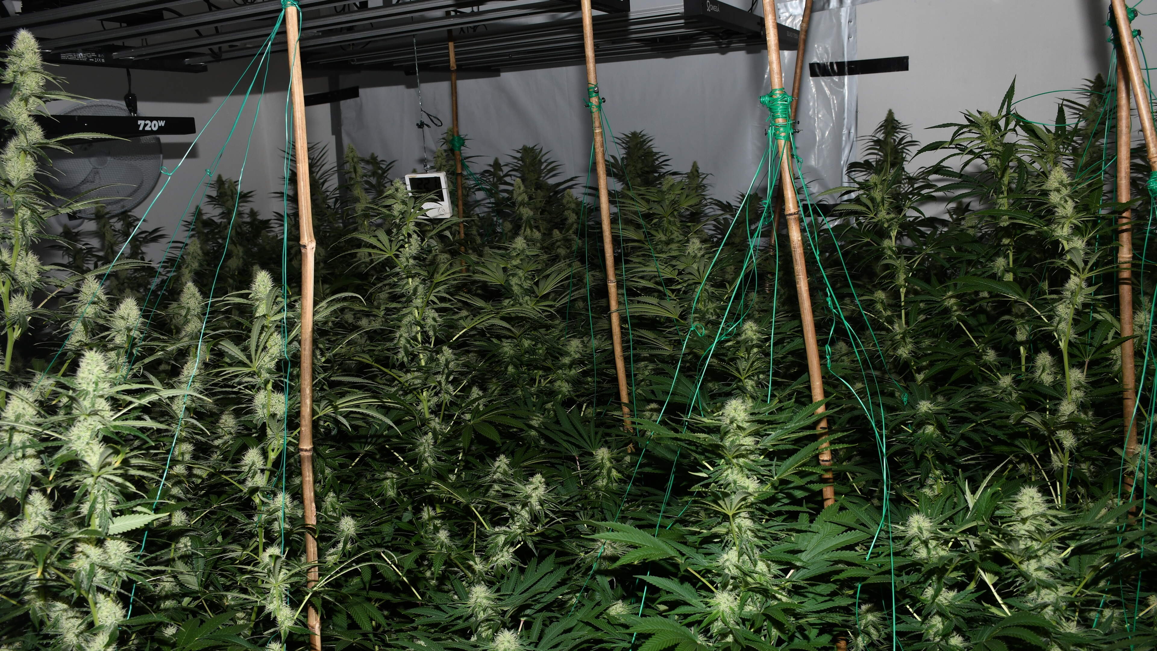 Man arrested after ‘sophiscated’ cannabis growhouse found on Kerry-Cork border