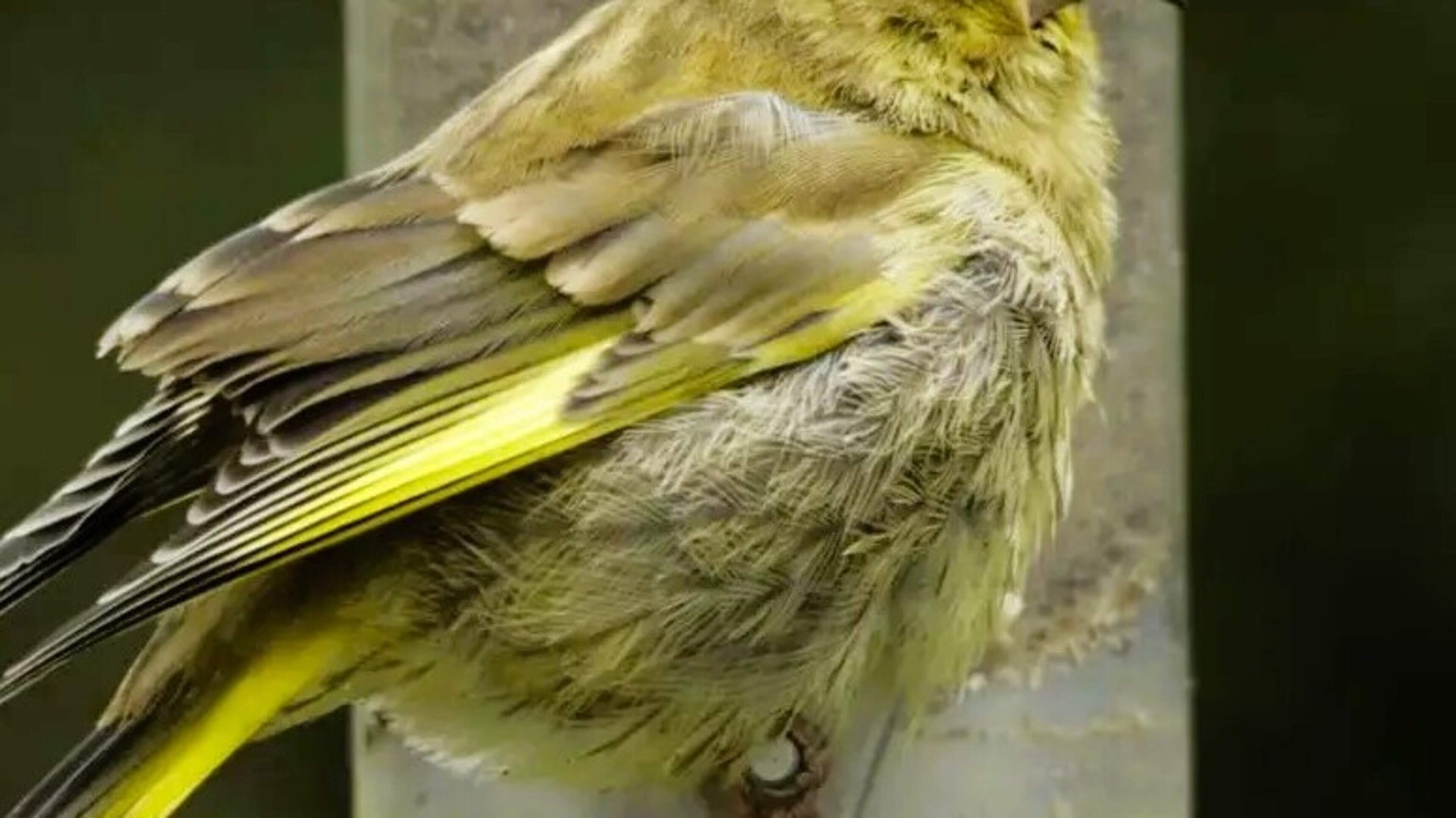 Nature Trail: BirdWatch Ireland adopts new guidance on feeding garden birds during summer