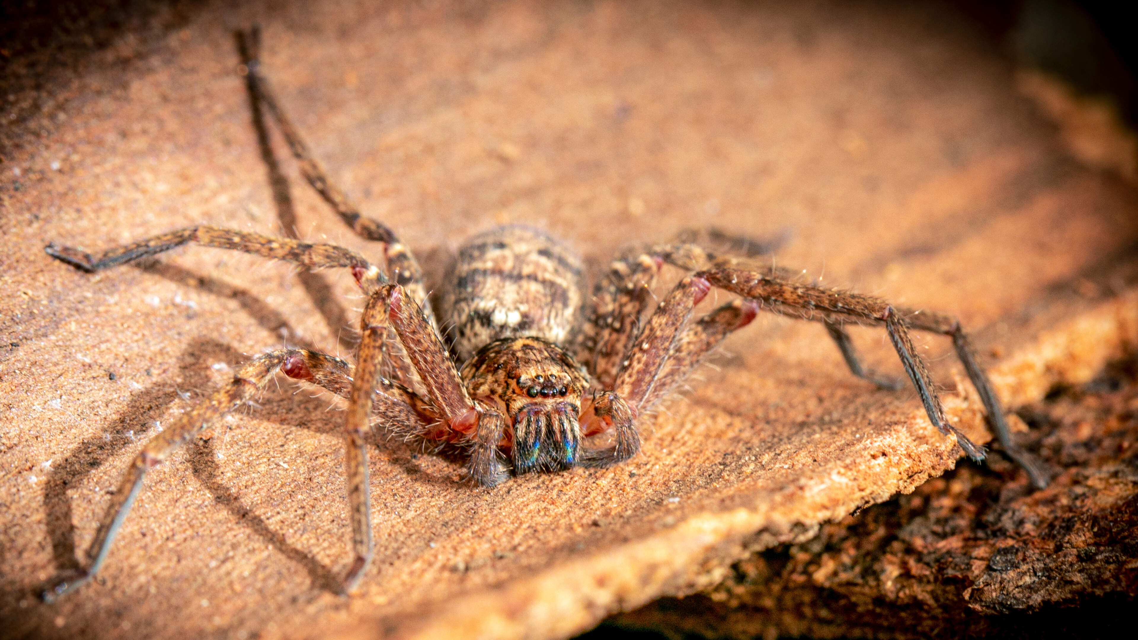 Australian spider named world’s fastest after study measures record sprint speed