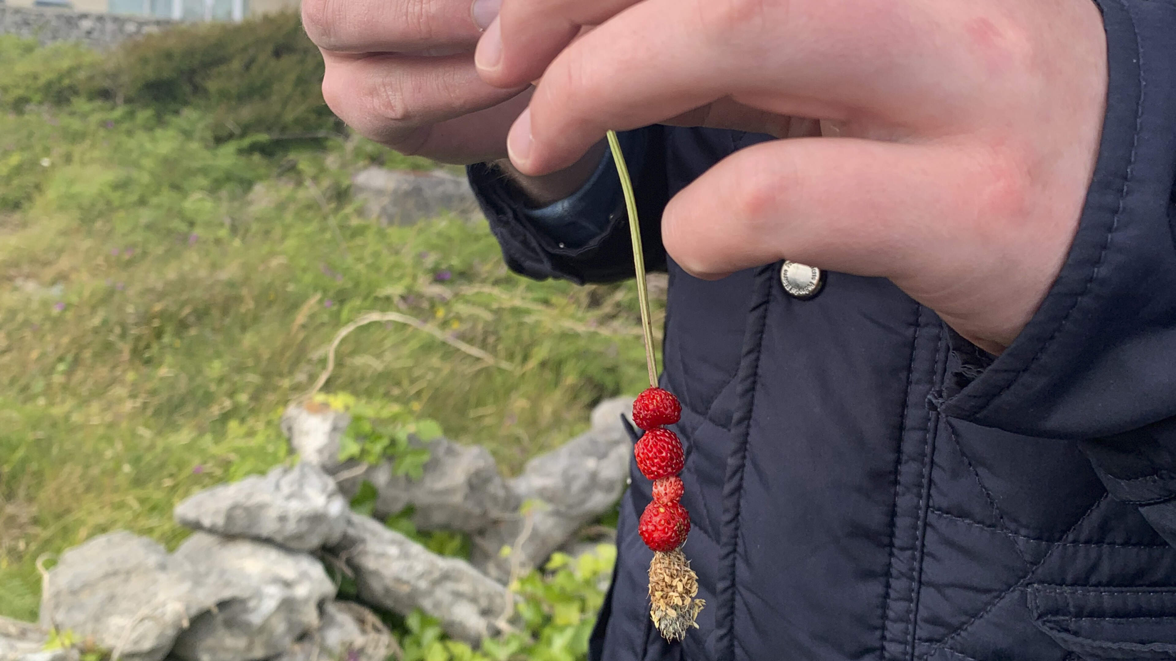 Aedín Ní Thiarnaigh: Bia blasta, saor in aisce!