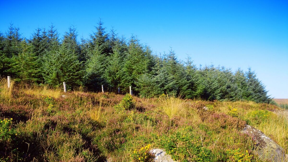 Kerry TD urges more forestry owners to apply for storm damage restoration scheme