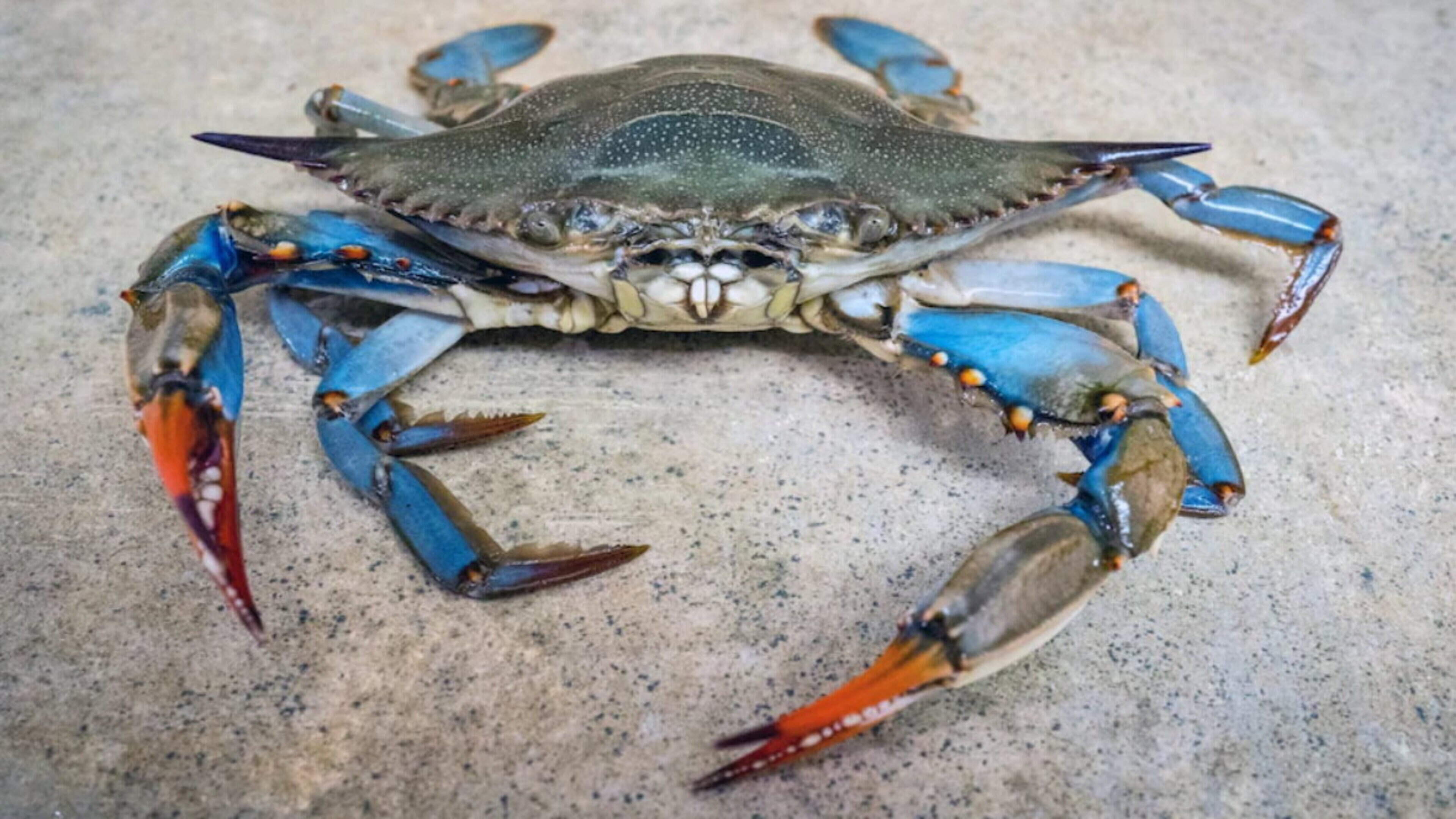 Italy comes up with a way to battle invasion by blue crabs – releasing an army of octopuses