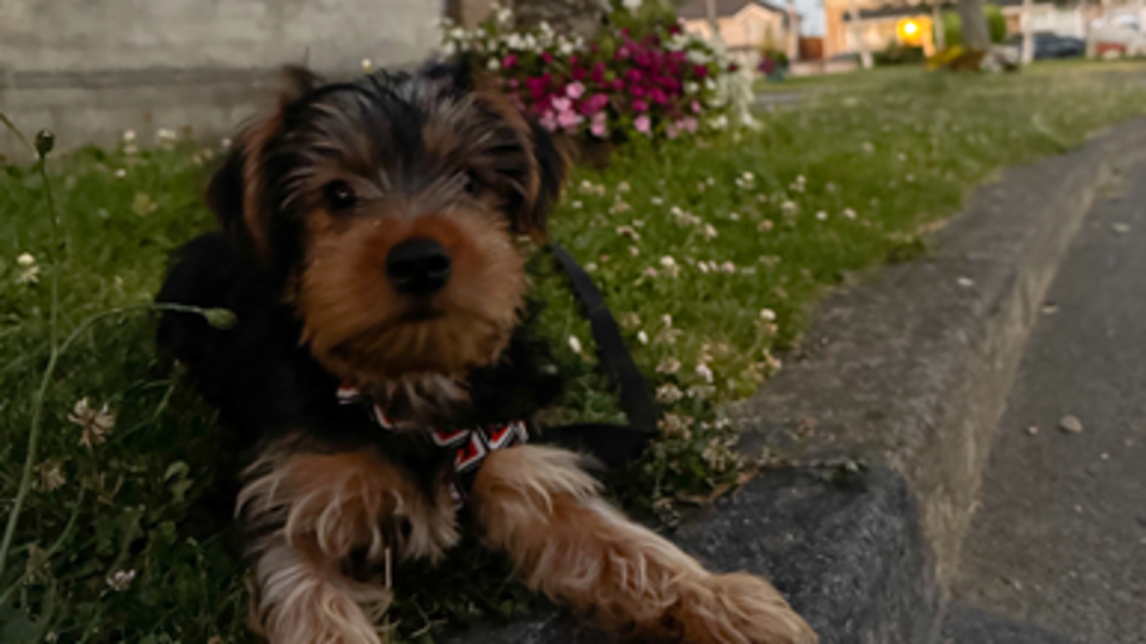 International Dog Day 2026: Do you have the cutest dog in Ireland? Send us your photos to show them off