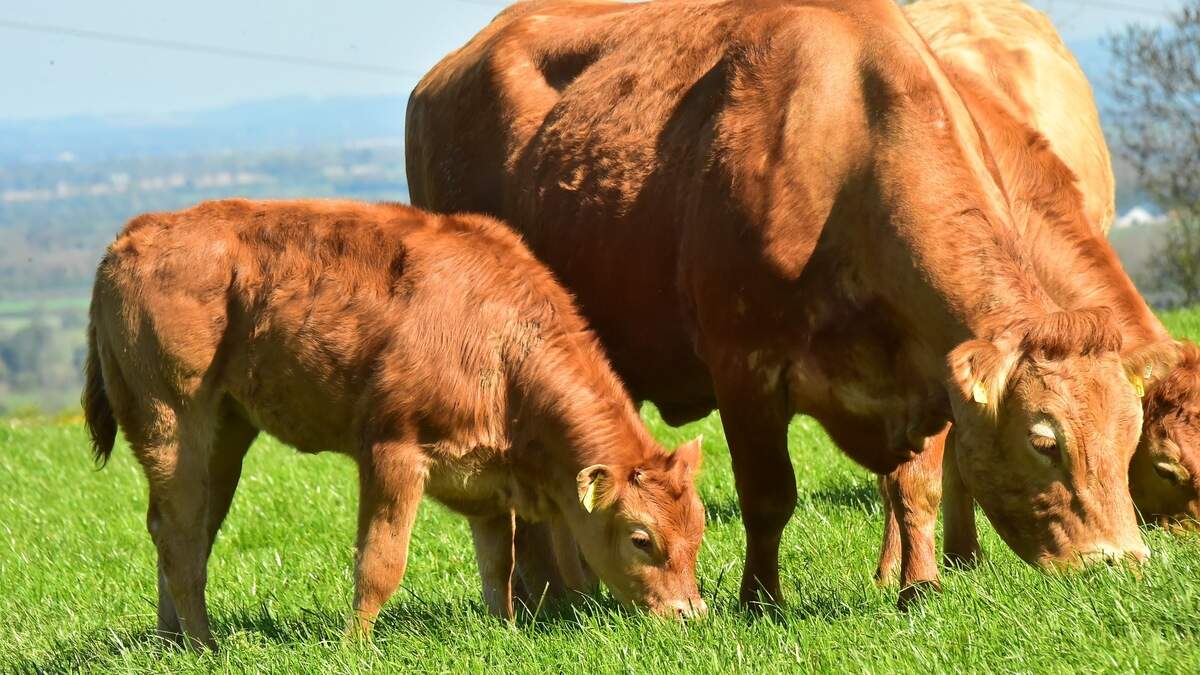 North Africa emerges as key outlet for Irish cattle amid ‘weakening’ European demand