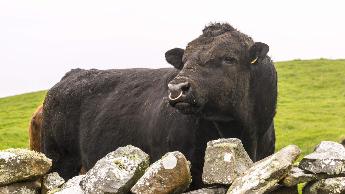The €7.7m question: What is an injury on your farm really worth?