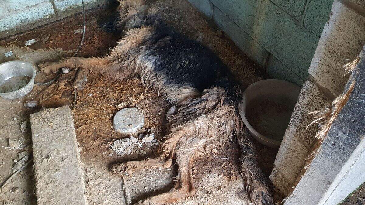 Man who neglected 11 German Shepherd dogs avoids jail time after ...