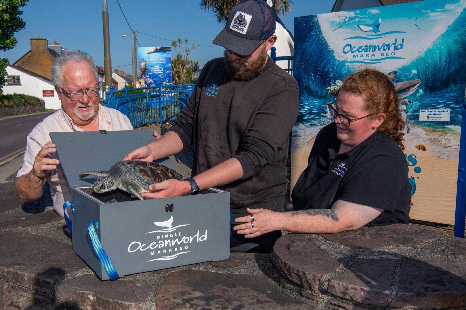 Sea turtle found on a Clare beach ready to be flown to west Africa by ...