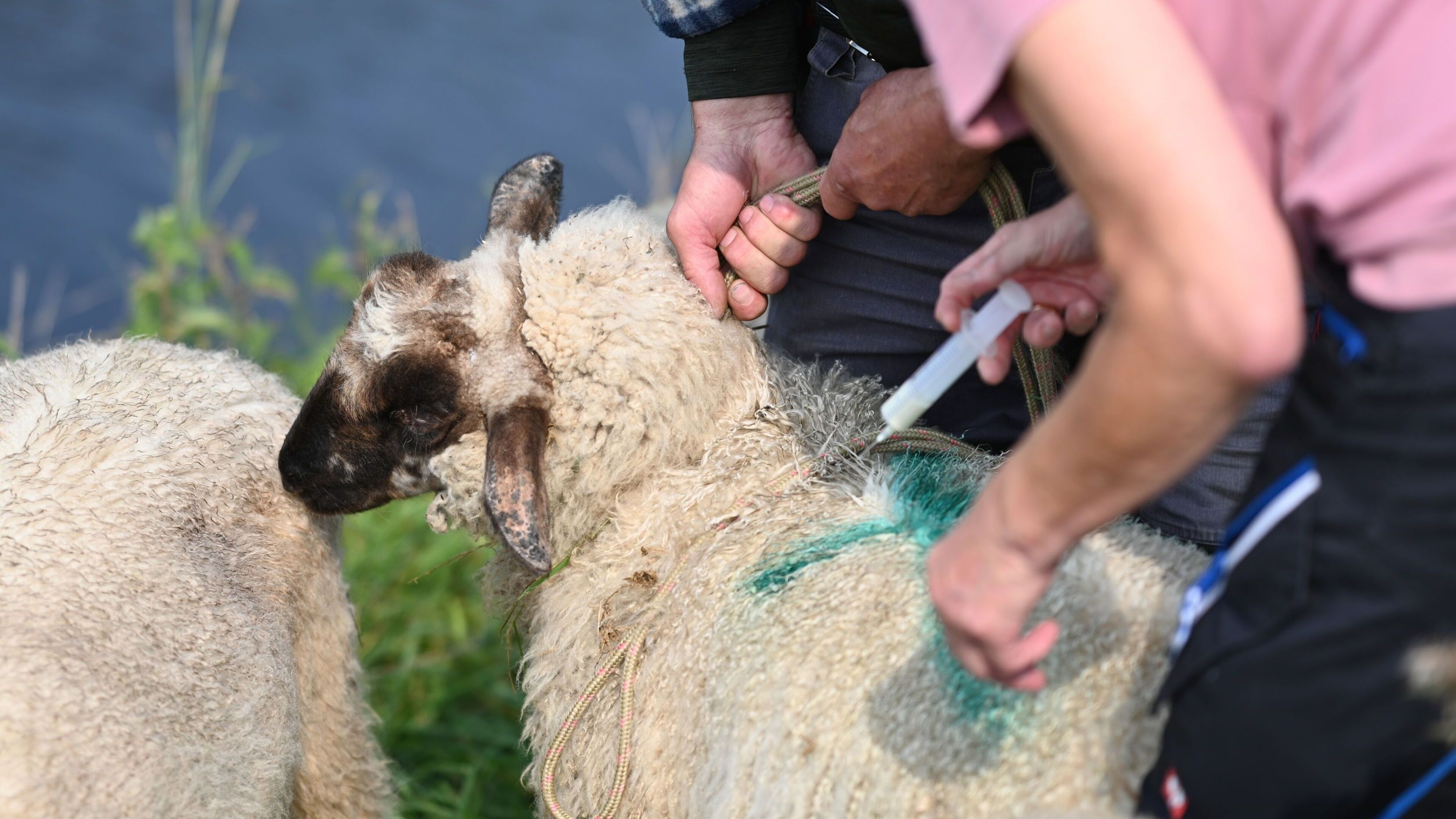 New EU bluetongue rules to simplify livestock movements