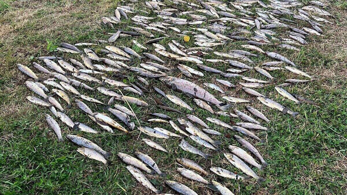 Cork residents urged to not remove dead fish from the River Blackwater ...
