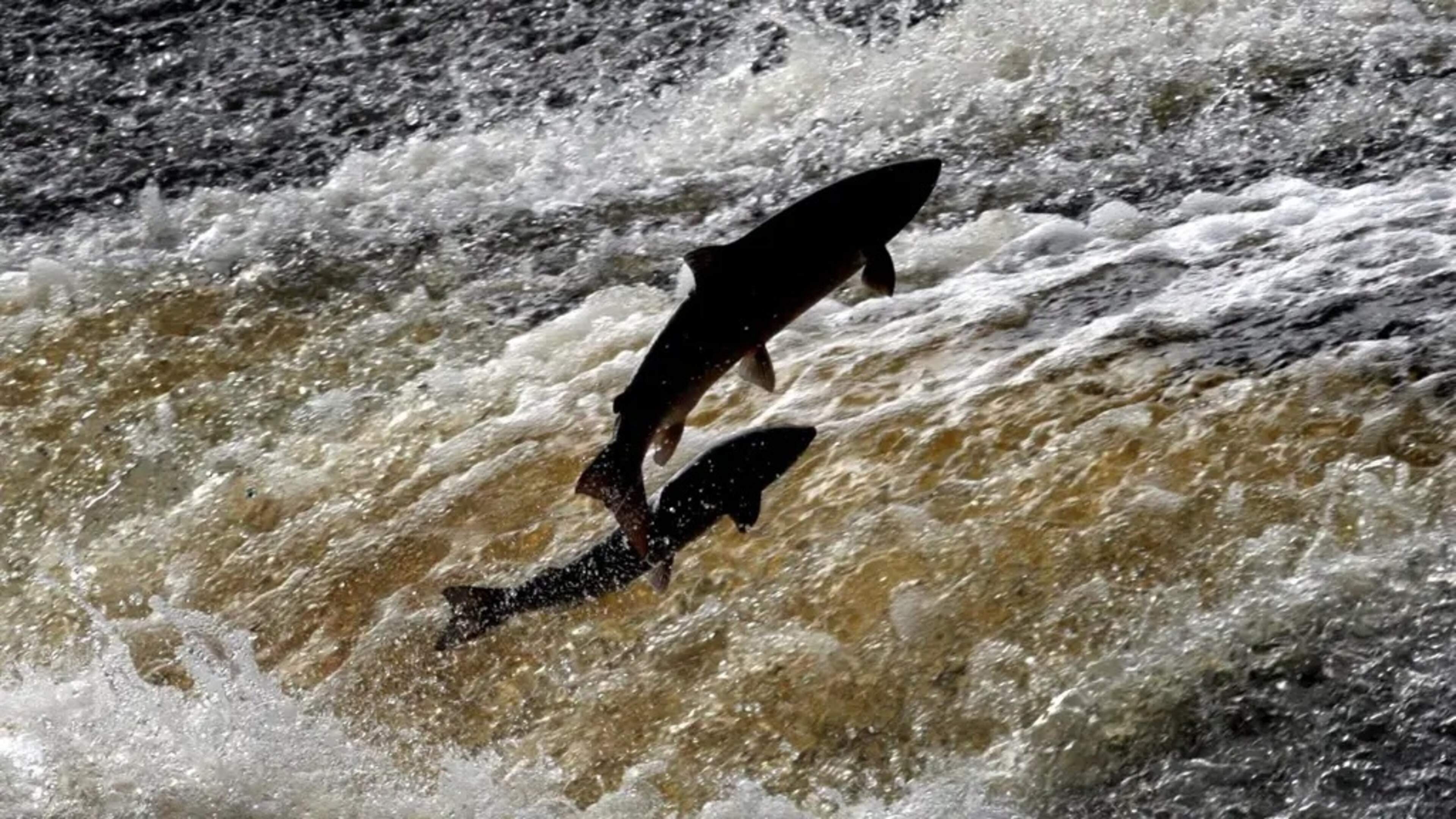More than 20,000 fish estimated to have been killed in Co Louth river