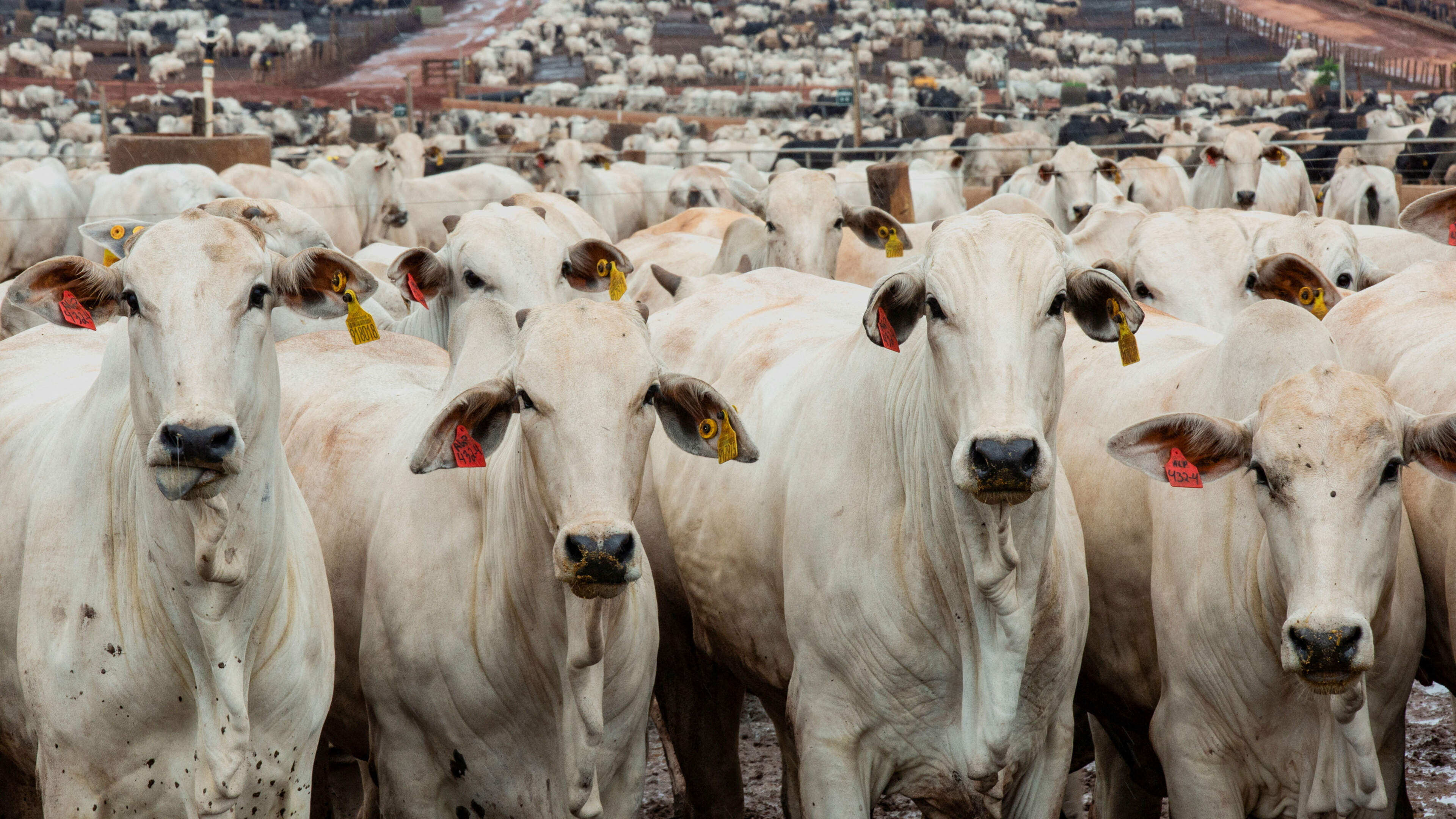 China’s beef curbs start rippling across Brazil meat industry