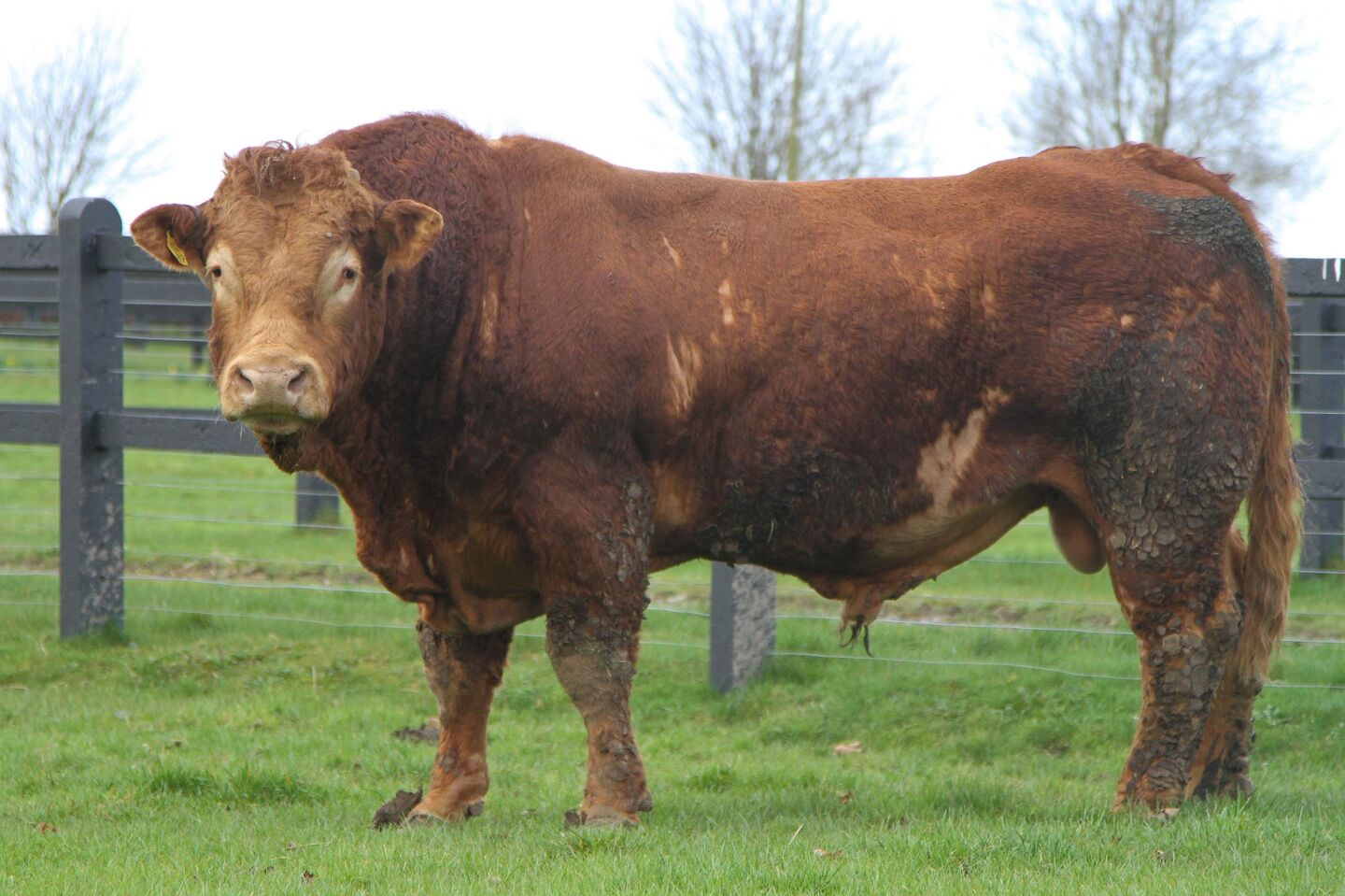 Blame the bull: Two C‑sections in one night show the cost of choosing ...