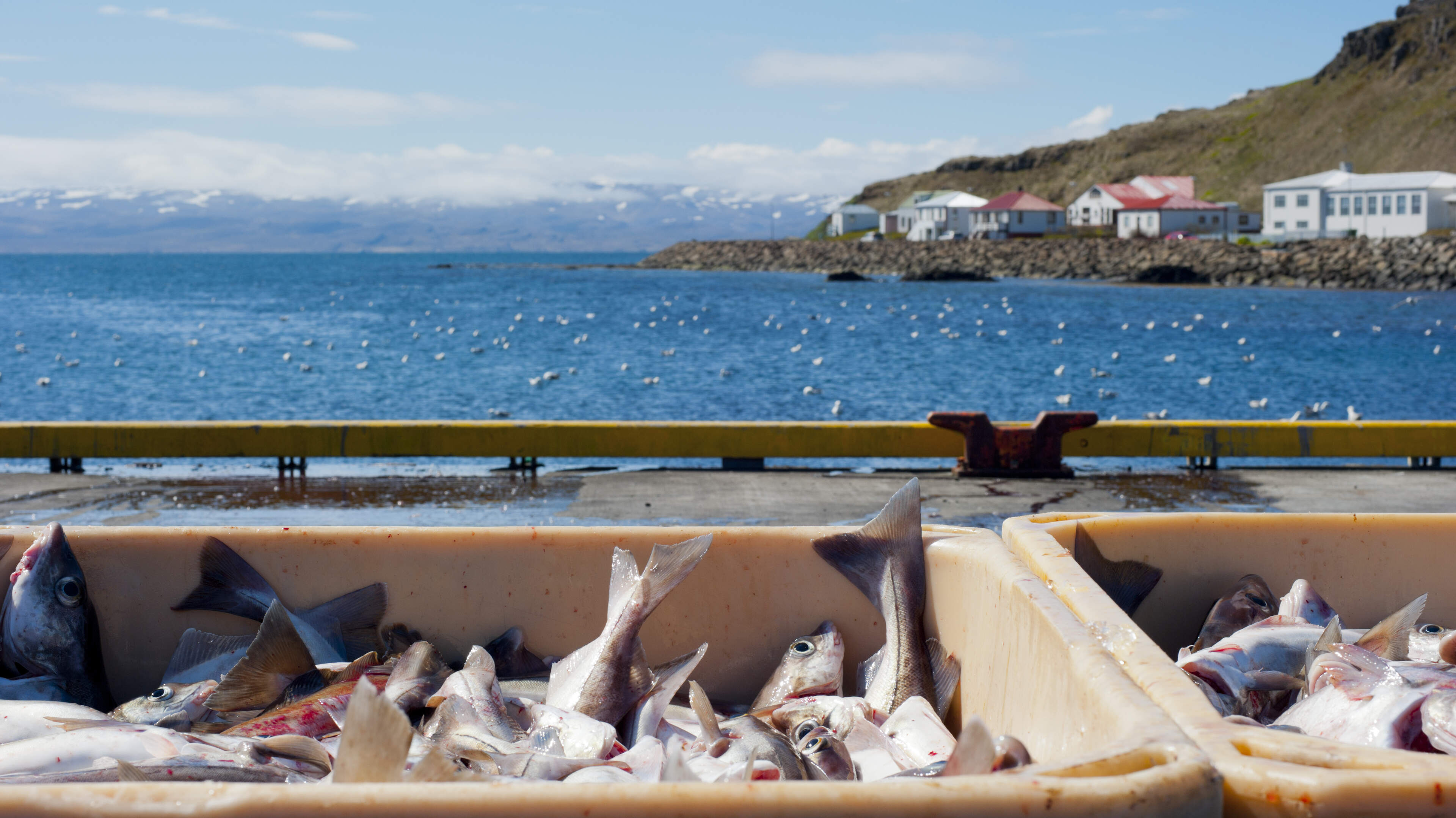 John Downing: Iceland is eyeing up EU membership again — but it's still all about the fish