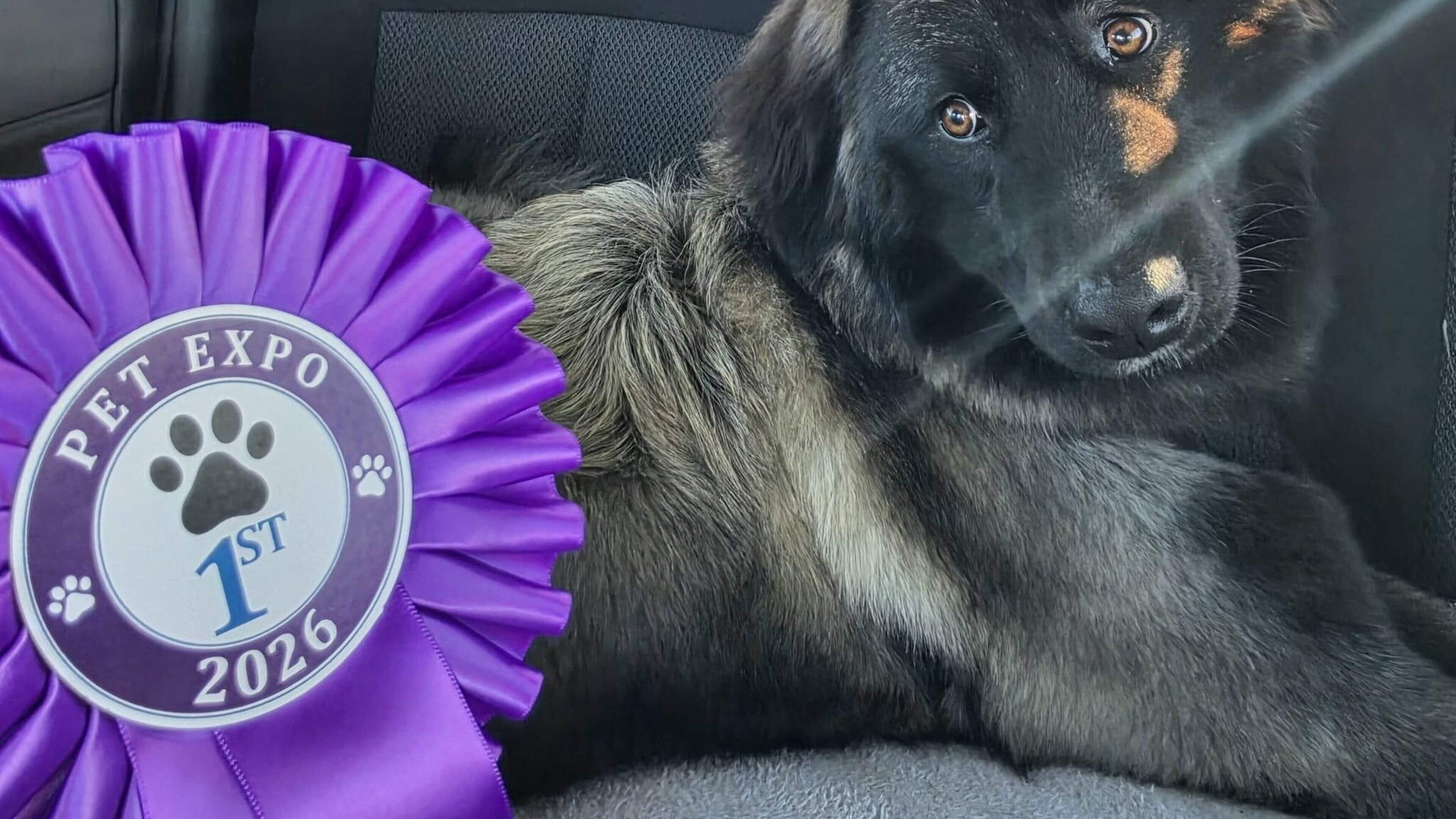 Sligo puppy Luna, an Estrela Mountain Dog, wins first place at Pet Expo awards in Swords