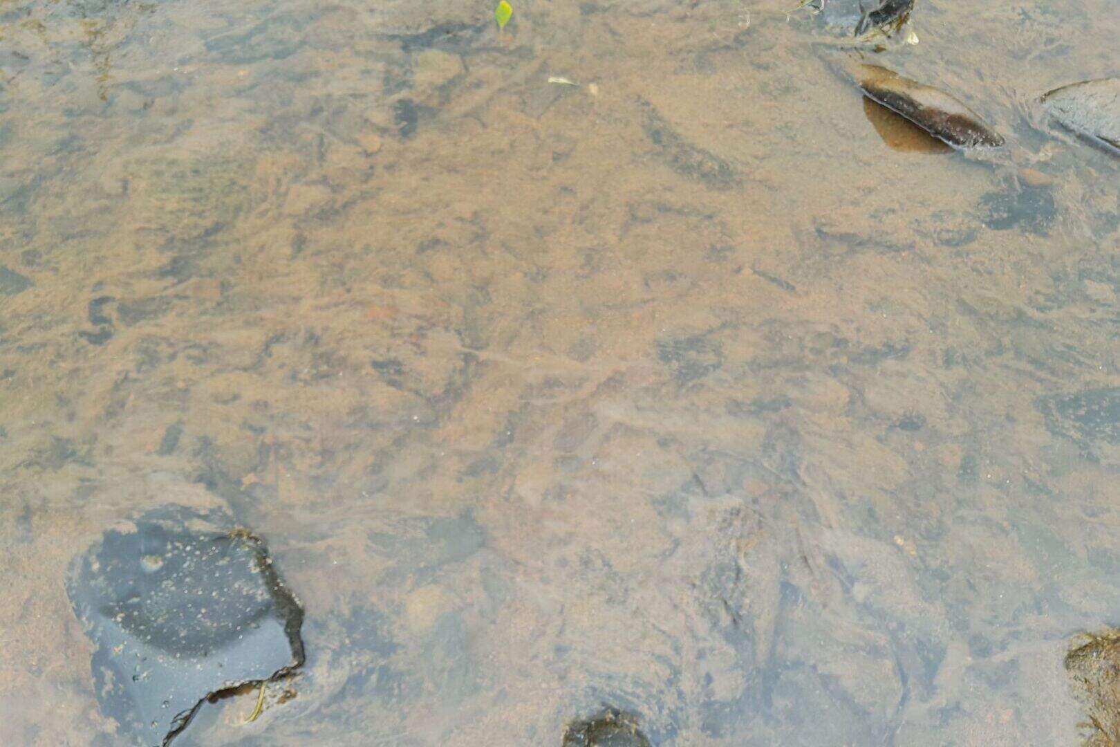 Investigations ongoing after Cork river polluted just over year after ...