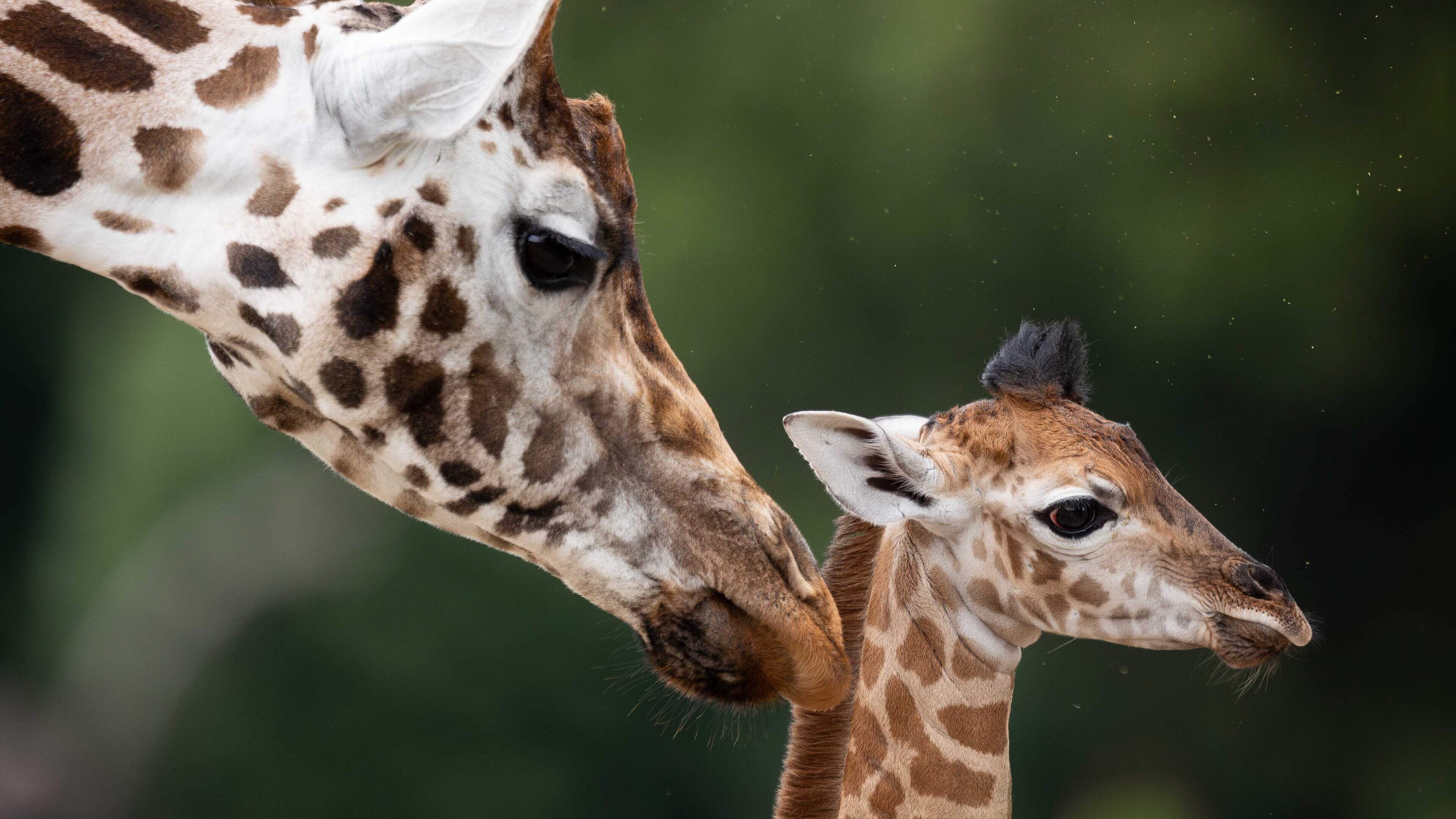 Cork wildlife park celebrates ‘landmark’ birth of endangered baby giraffe