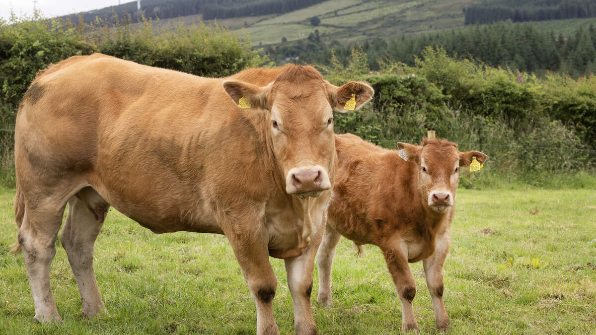 Forward cattle numbers surge as drought bites, but prices hold firm