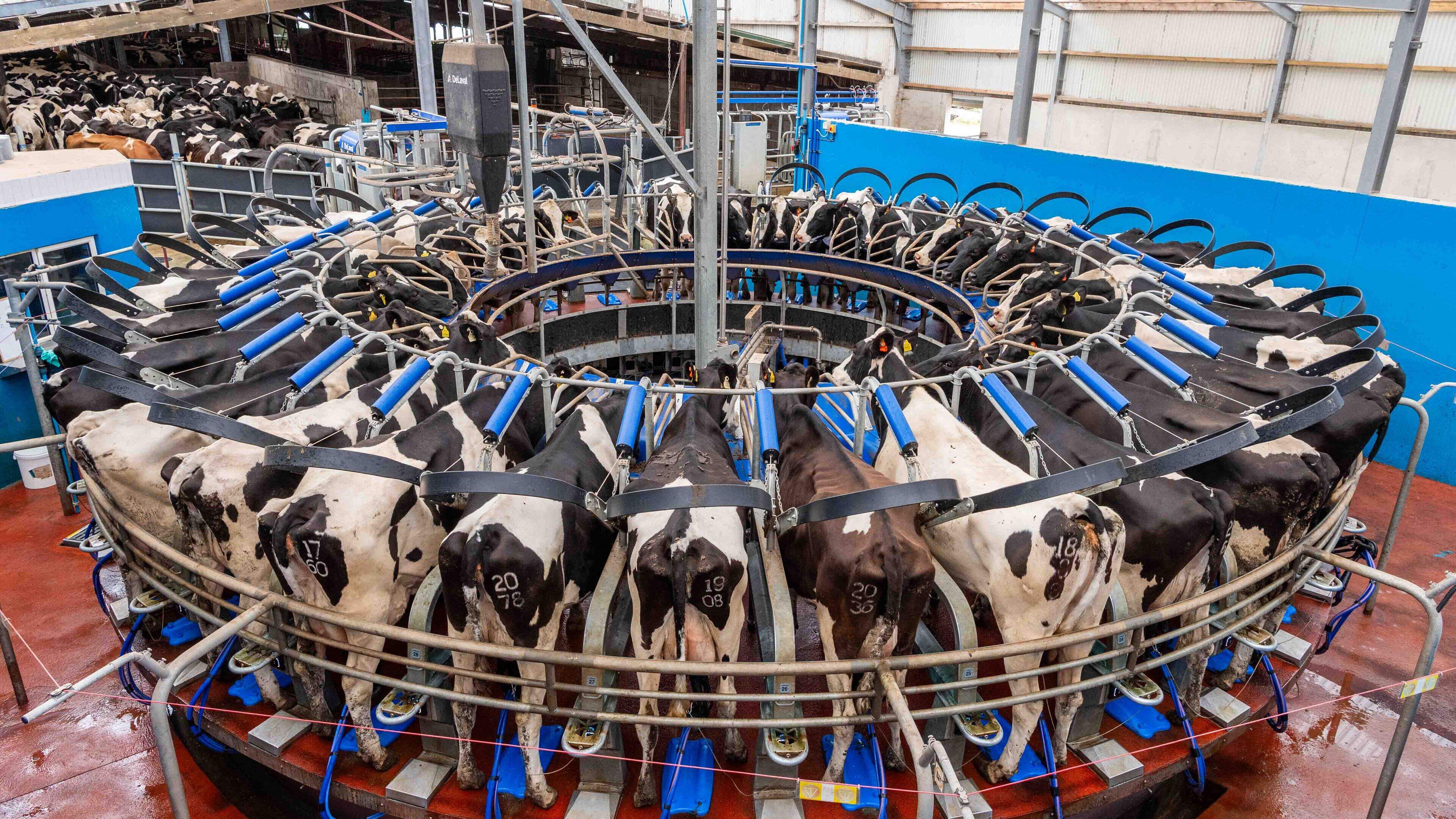 ‘They’re off in the hour’: How a 34-unit rotary parlour transformed milking on this West Cork farm