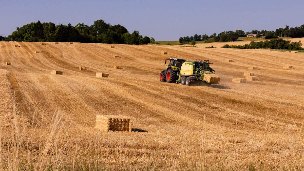 French heat wave may have slashed corn crop by up to a third
