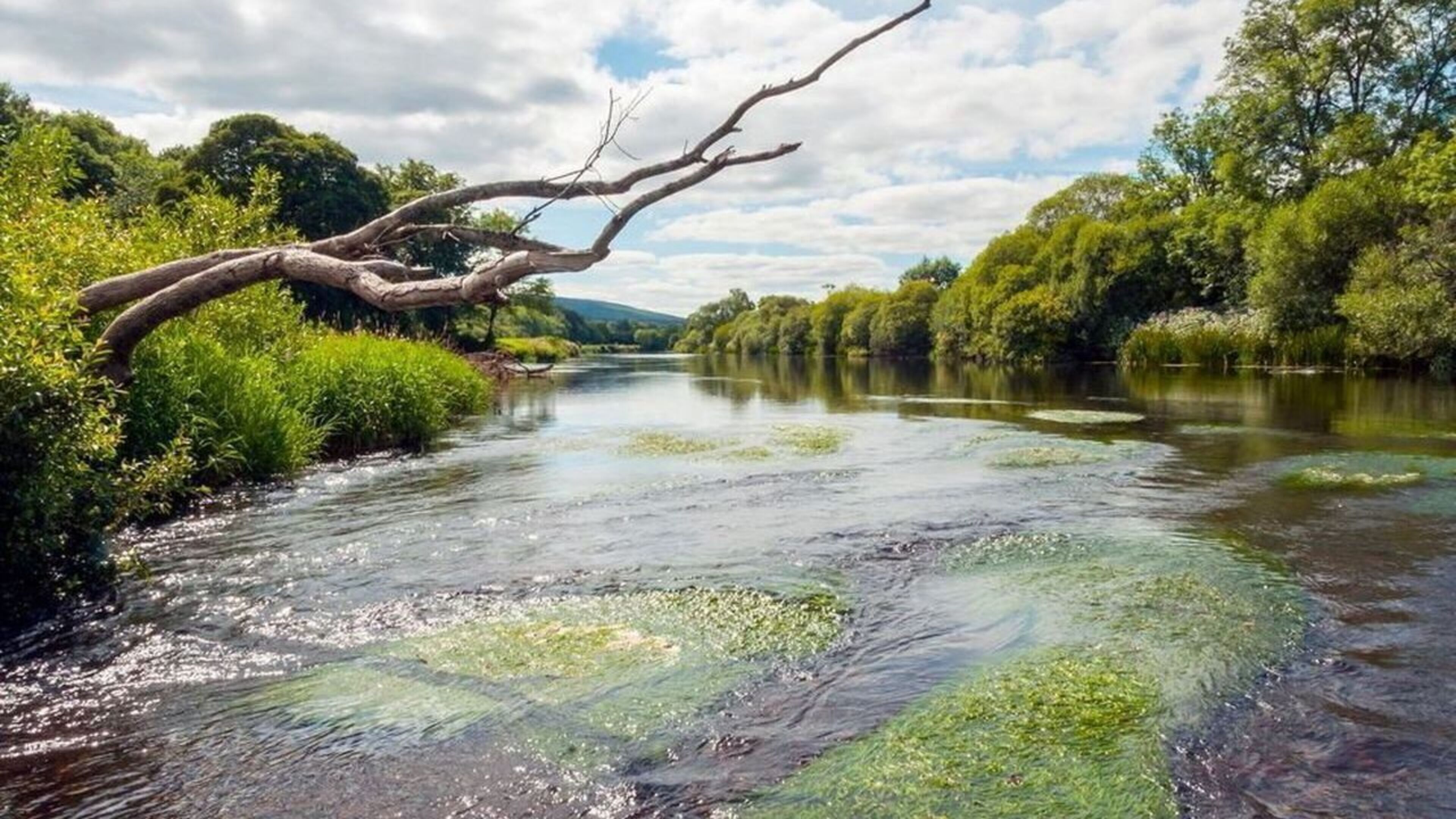 Cork’s River Blackwater salmon and sea trout projects to get €77,000 in IFI funding
