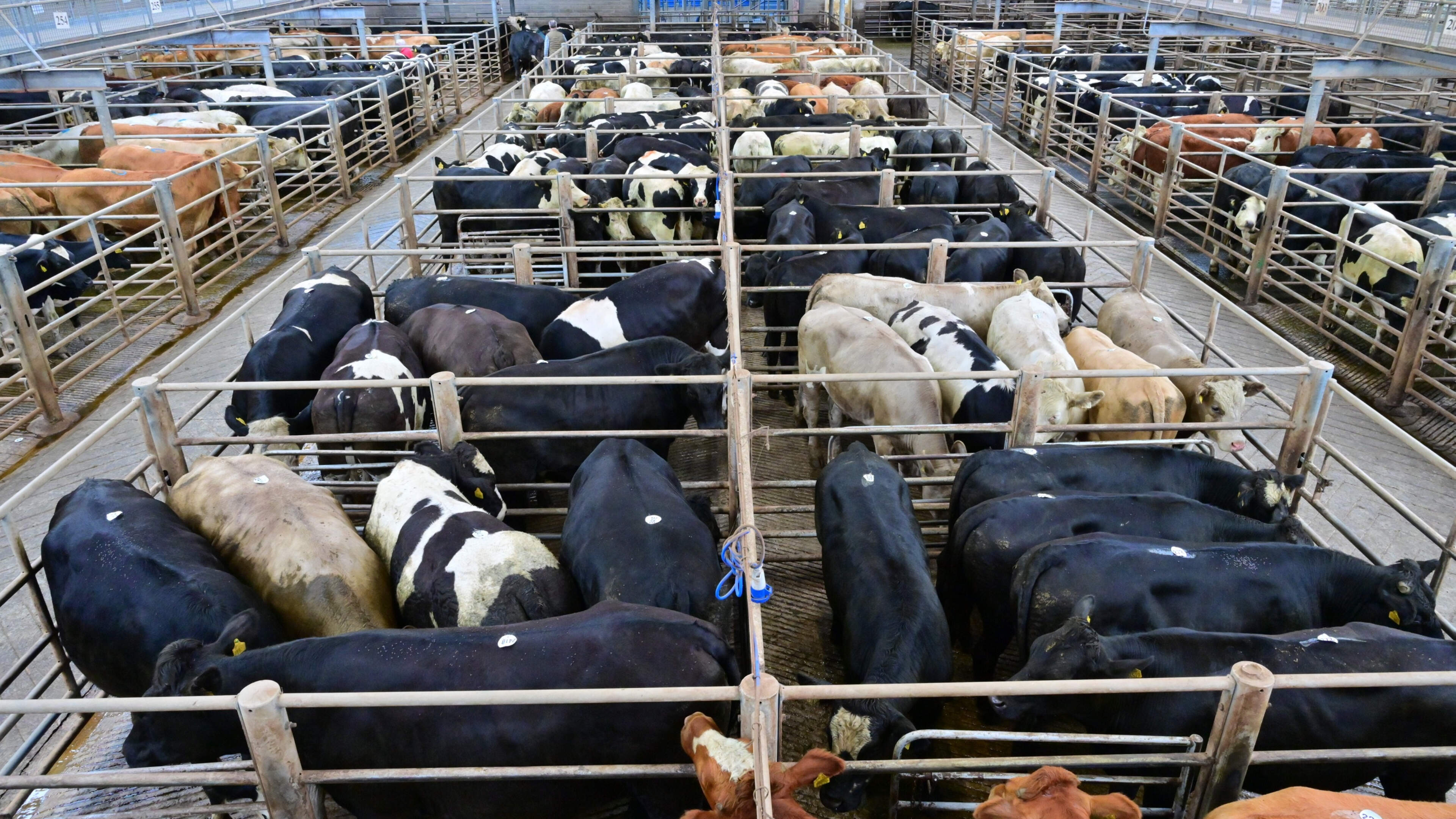 Grass shortage hits mart trade as lighter cattle prices slide