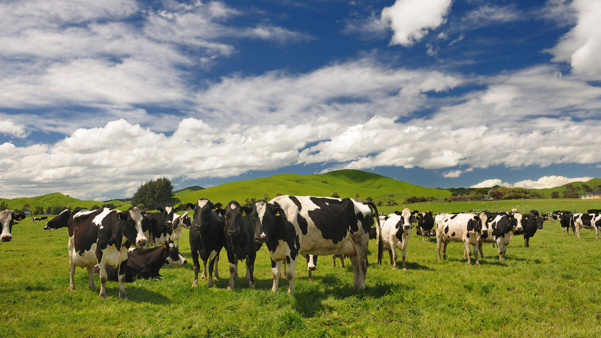 How New Zealand became a global laboratory for climate-friendly cows