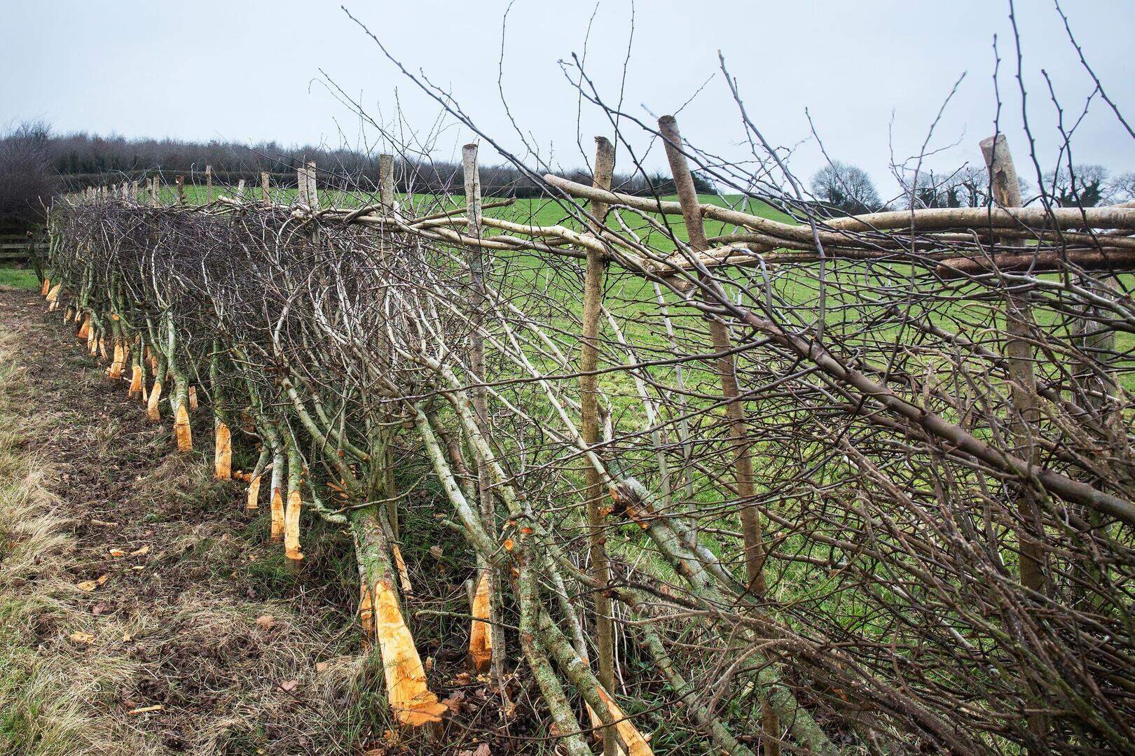 Top tips on when and how to cut your hedges | Irish Independent