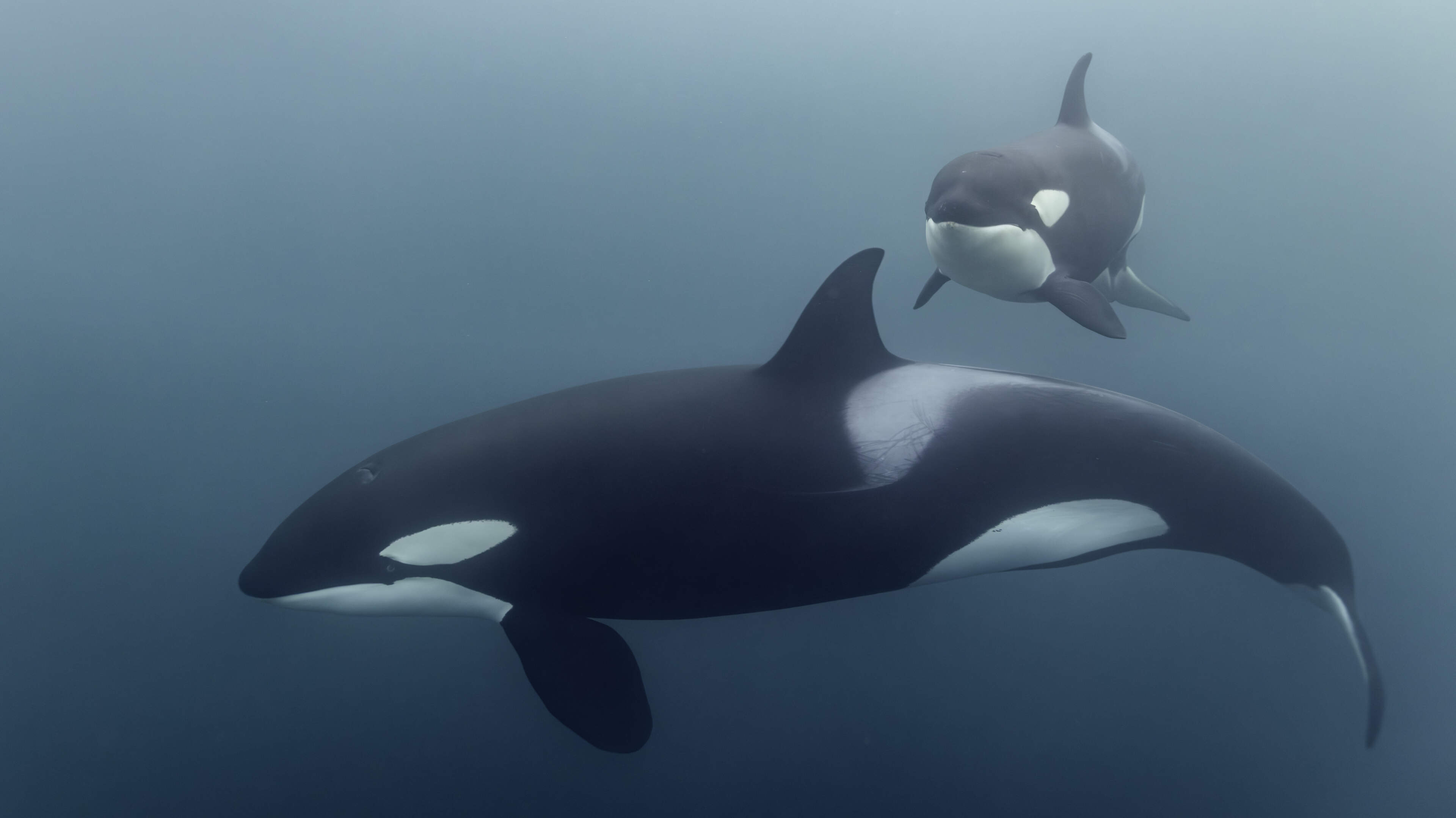 Orcas filmed pulverising fish into bite-sized chunks – are they feeding their young or just playing with their food?