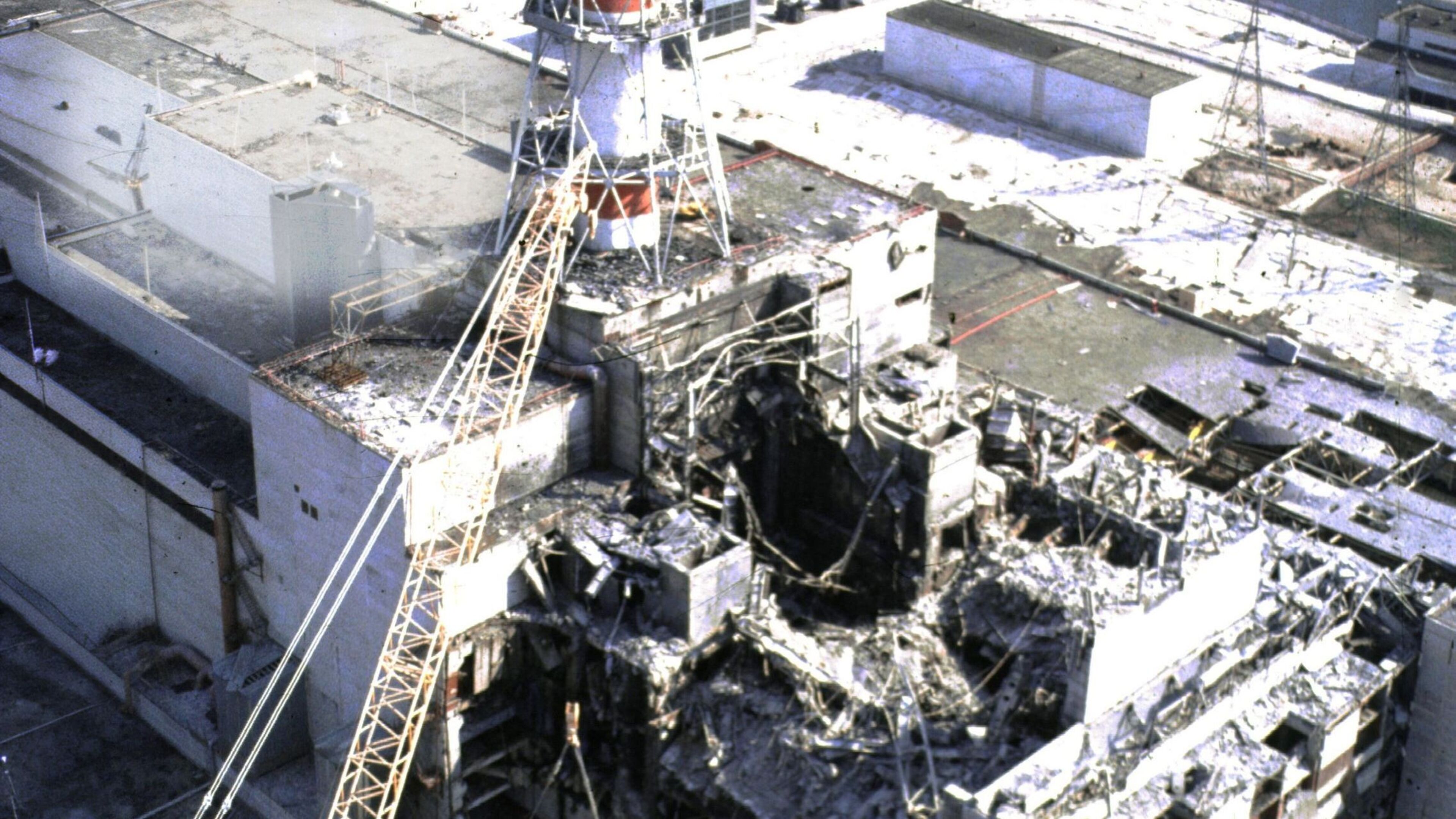Chernobyl exclusion zone now has more wildlife than Ukraine’s nature reserves, study finds