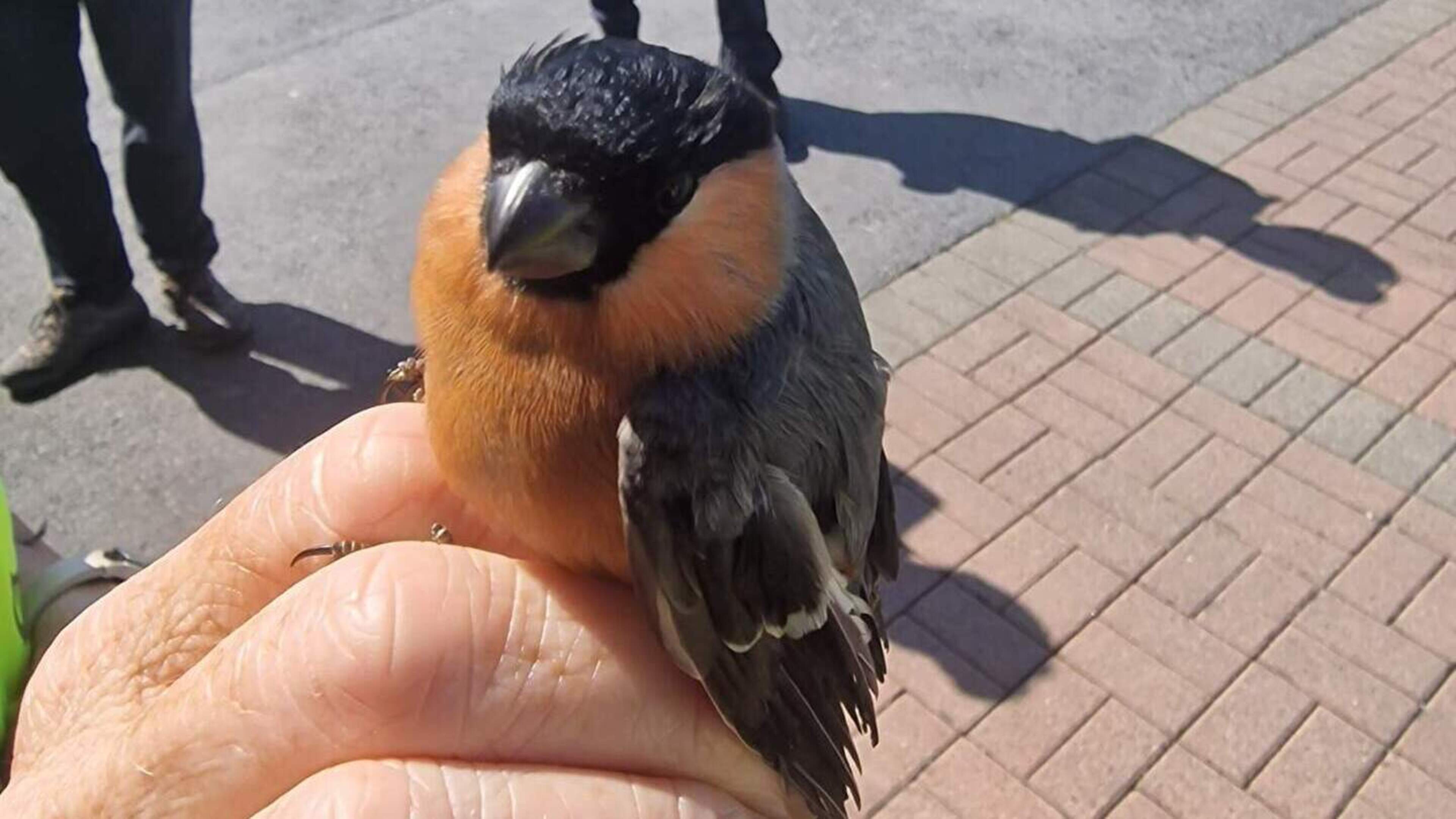 Bullfinch seized during raid targeting illegal trapping and possession of wild birds in Limerick 