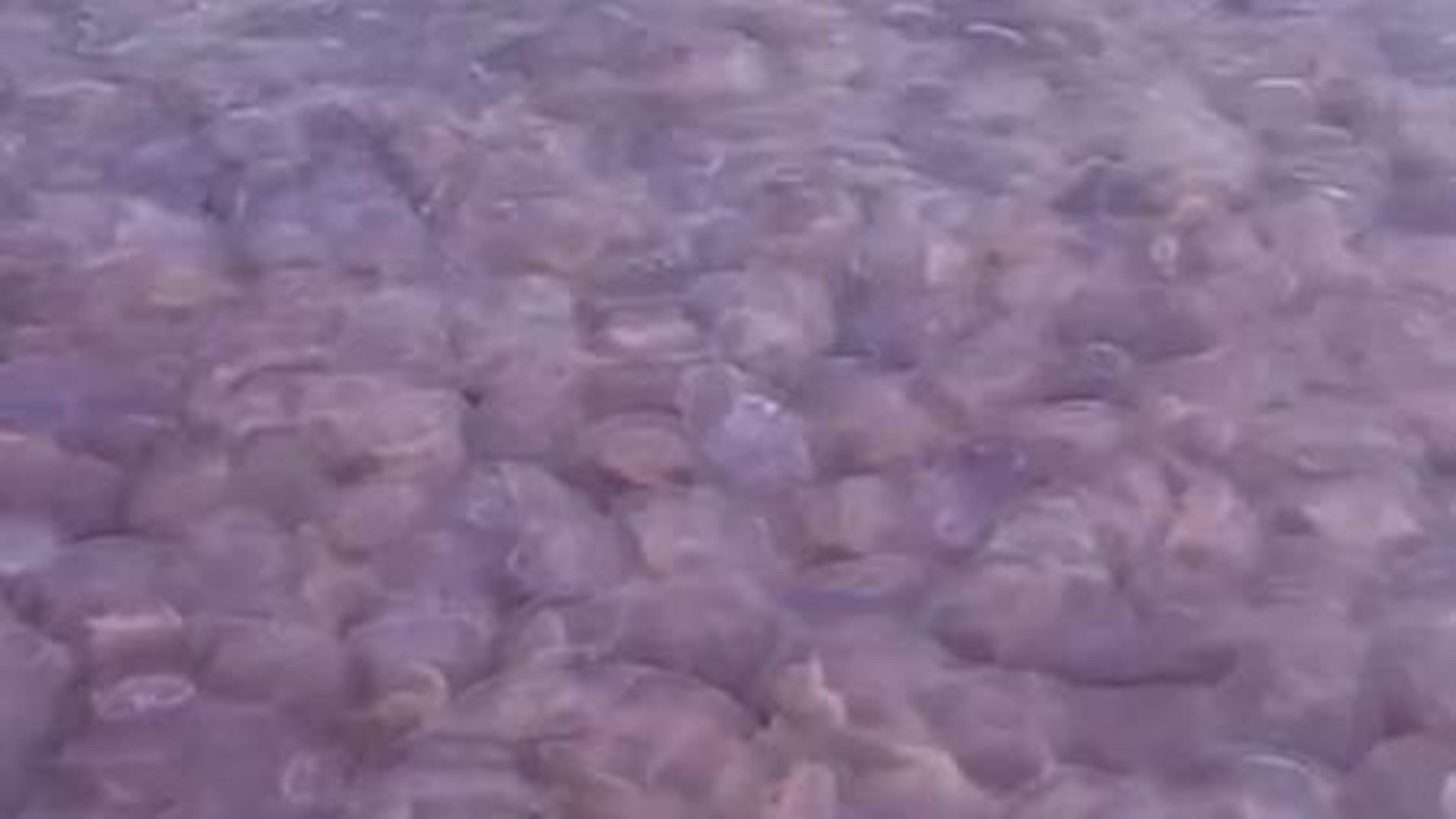 Heatwave attracts spectacular ‘bloom’ of jellyfish off Waterford coast 