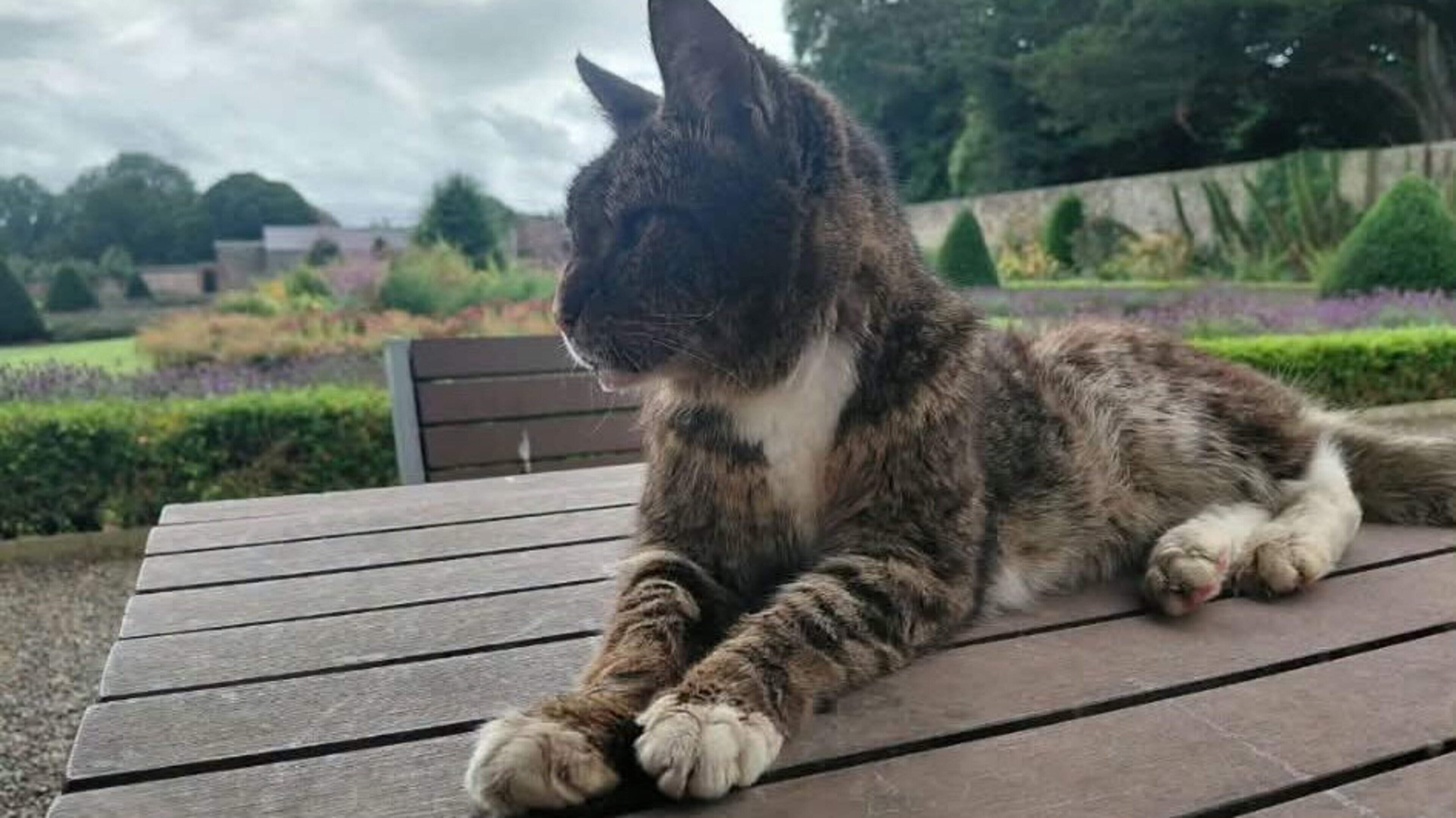 Battle of the Boyne tourist centre ‘won’t be the same’ without much-loved resident cat Bubbles