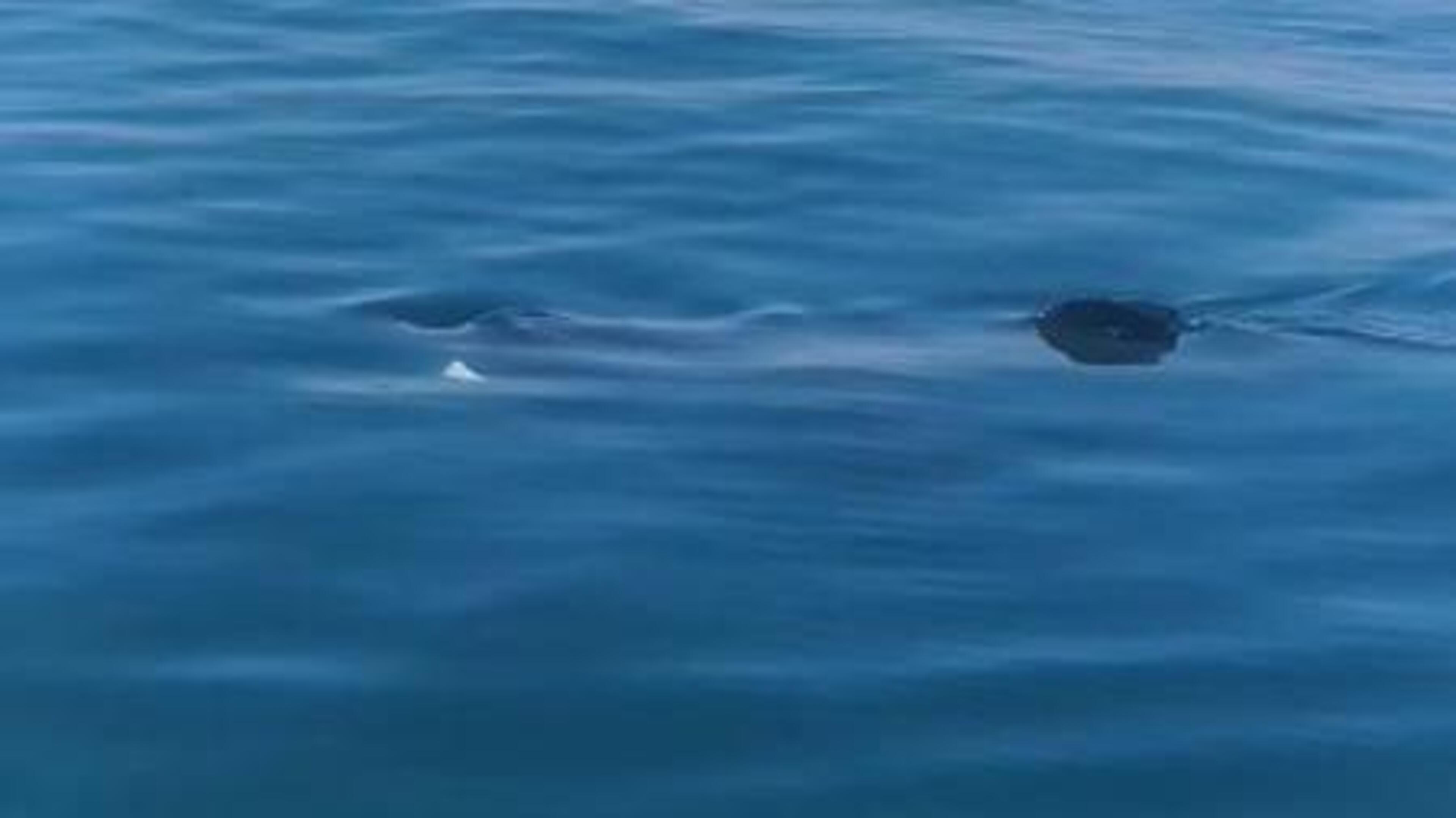 ‘What beautiful creatures’ - Wexford man thrilled to be joined by two basking sharks while fishing