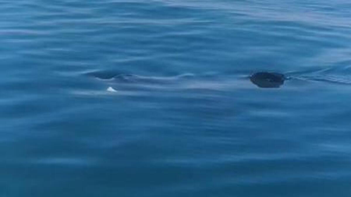 'What beautiful creatures' - Wexford man thrilled to be joined by two basking sharks while fishing