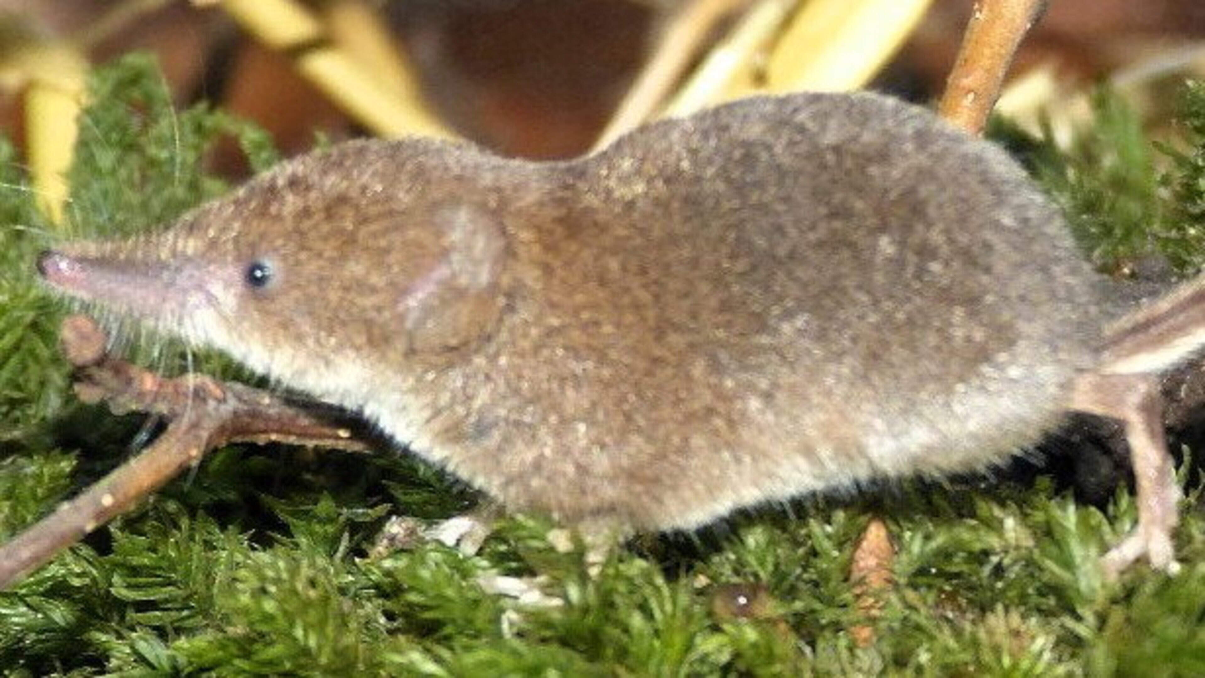 Nature Trail: The tiny Pygmy Shrew is quickly and steadily being evicted by a larger invasive alien