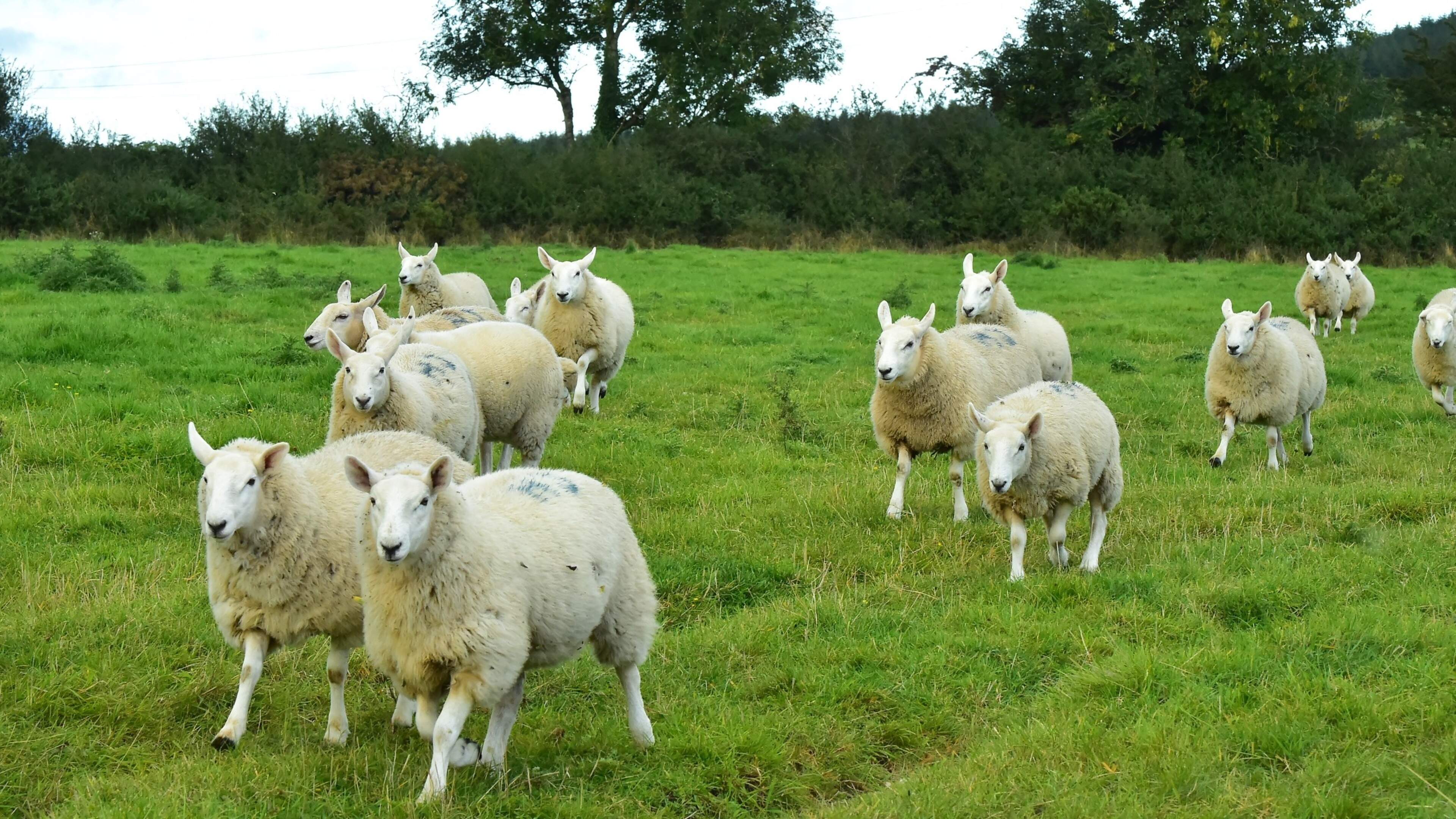 Factory pricing leaves sheep farmers filling in the blanks