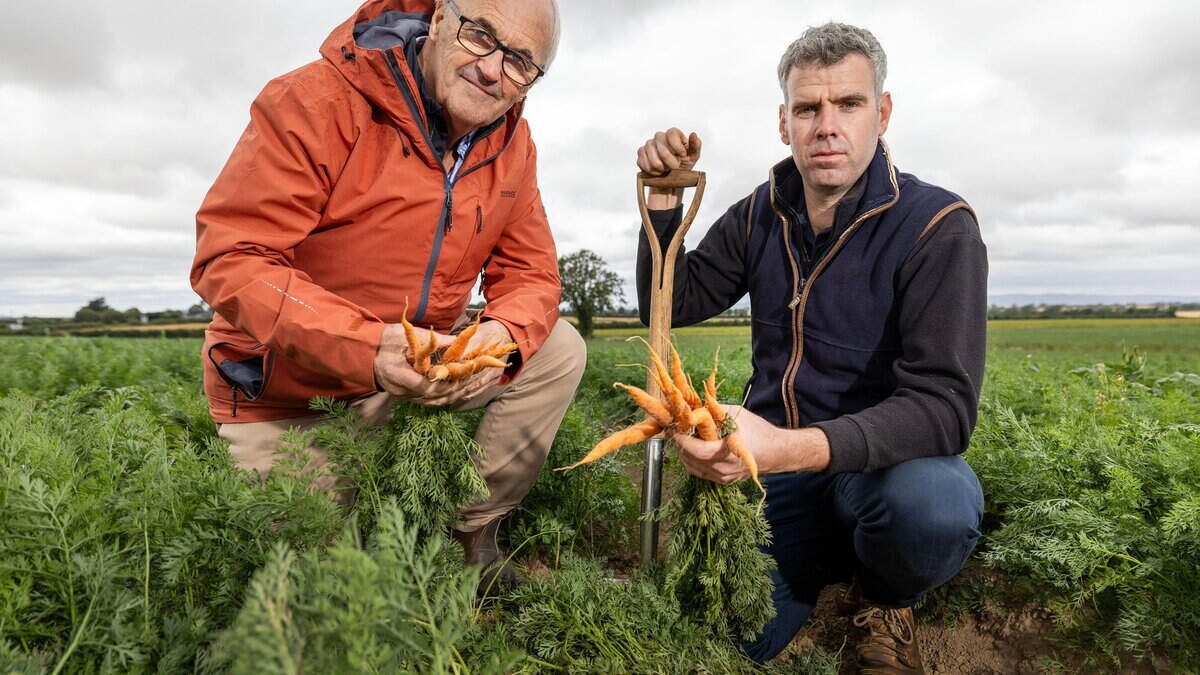 Cost of carrot production rising faster than retail prices, growers warn