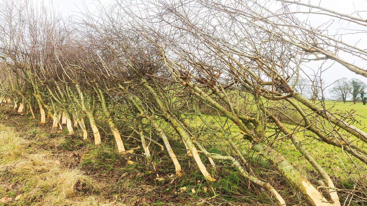 Joe Barry: Why you should lay your hedges and improve these ‘networks ...