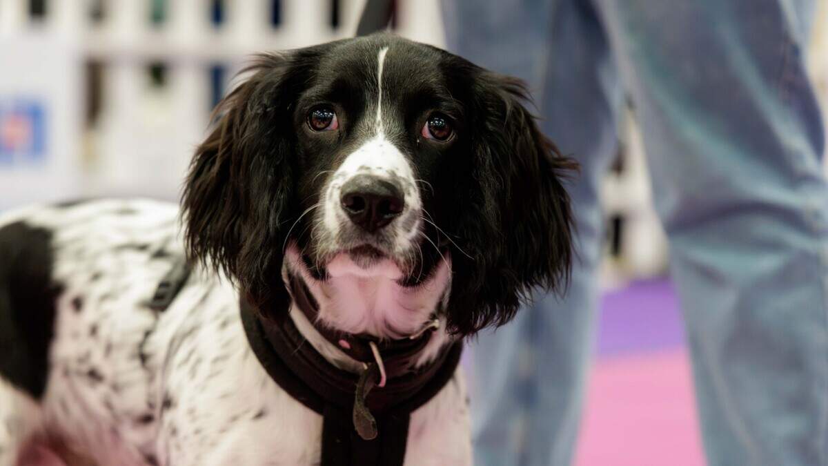Fermoy puppy Goose represents Cork at Petmania Puppy of the Year 2026 Grand Final