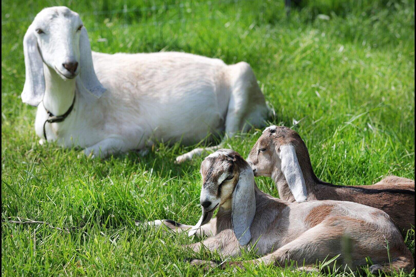 Hungry goats causing havoc in Corbally, Limerick | Irish Independent