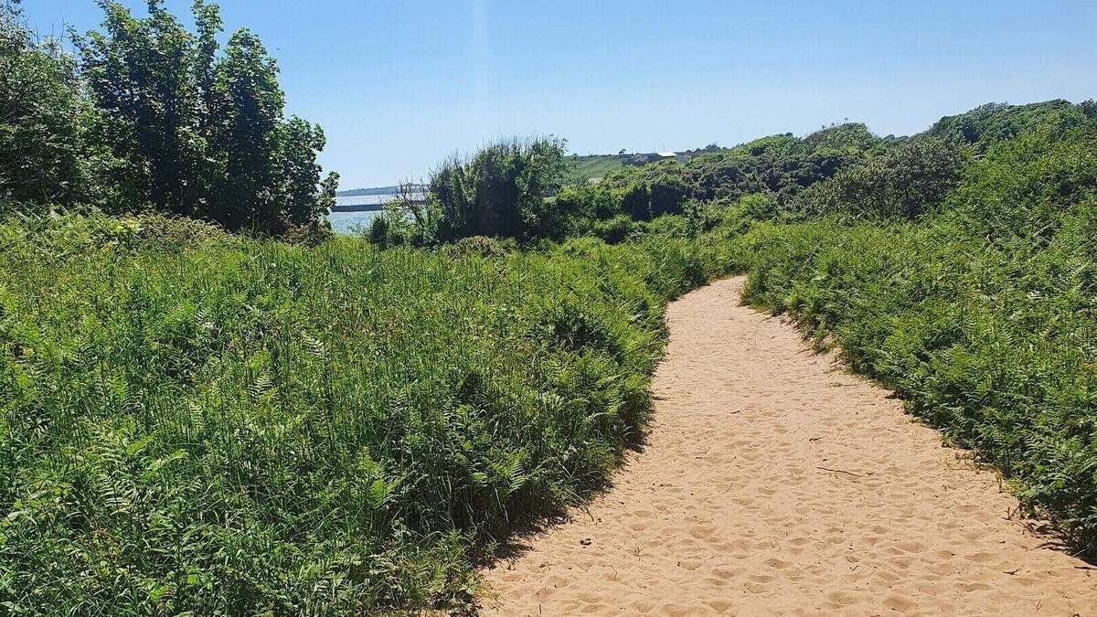Nature lovers in Wexford invited to explore unique coastal habitats at Country Connects Walk