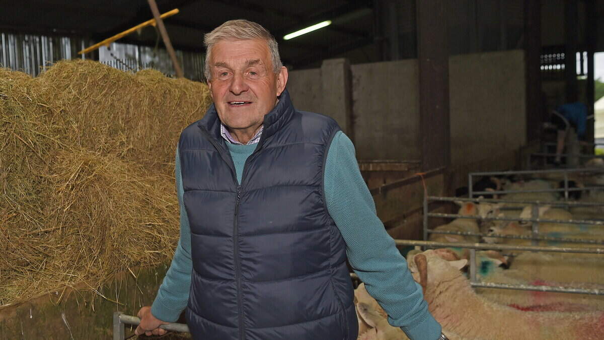 Why this Mayo farmer believes too much organic lamb is leaving the sector