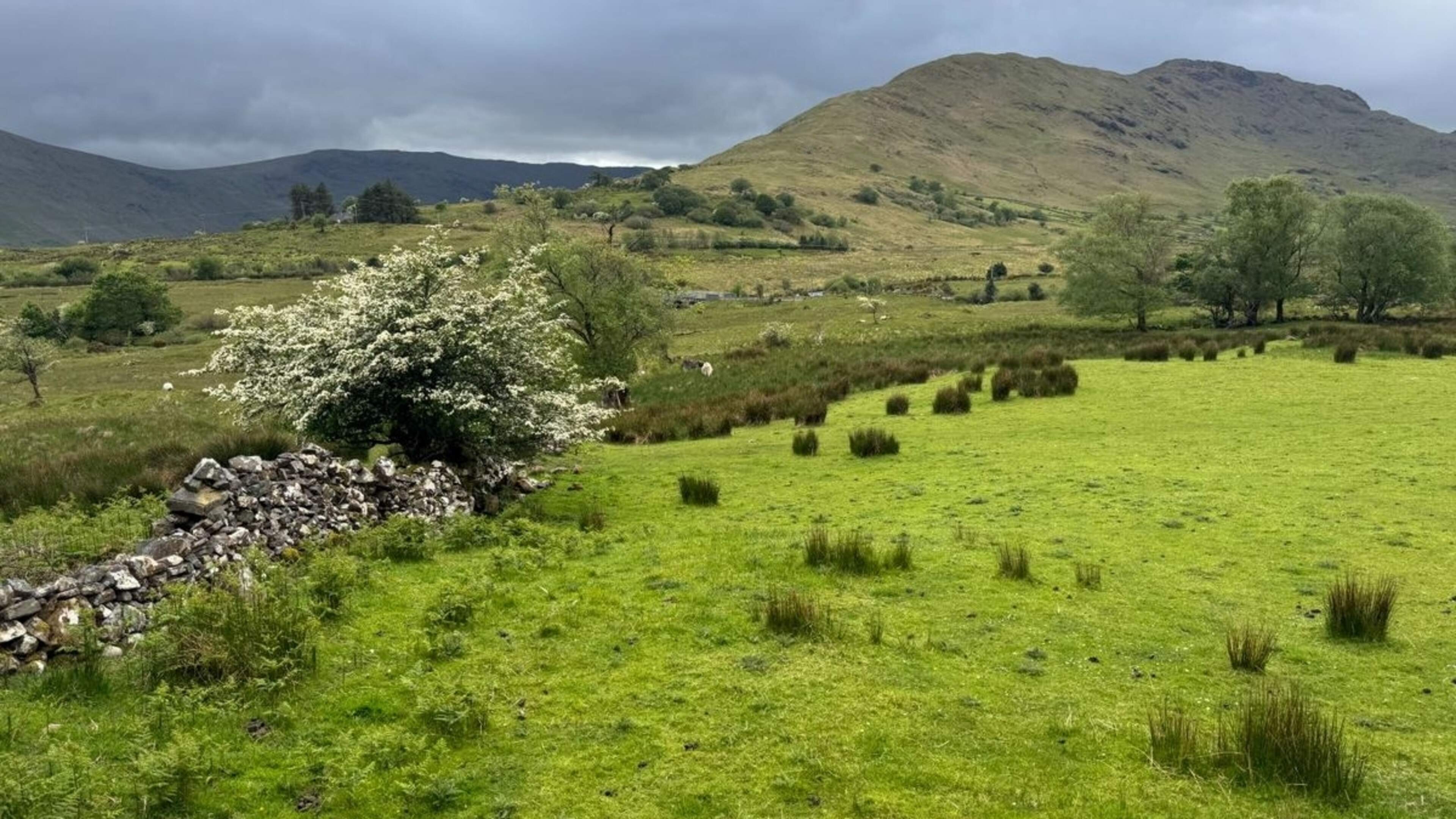Rare 276ac Mayo hill farm offers scale, scenery and potential