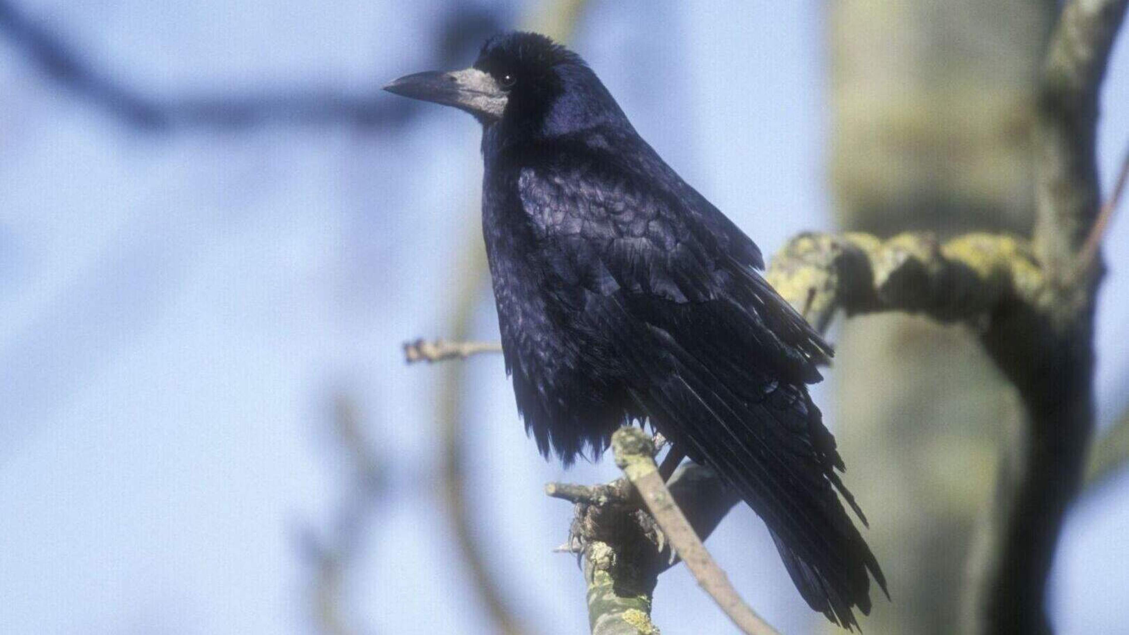 Crows ruffling feathers in Cork estate as they flock in large numbers, fouling cars and gardens  
