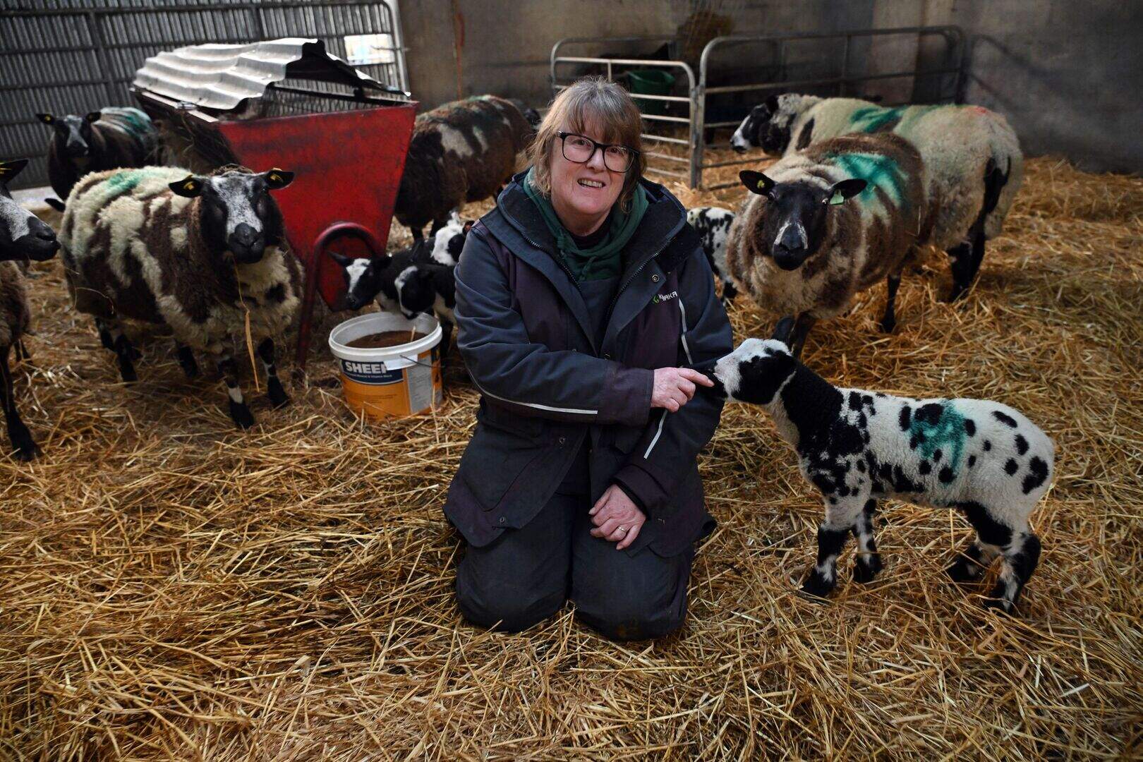 Why these Mayo sheep farmers are investing thousands in award-winning ...