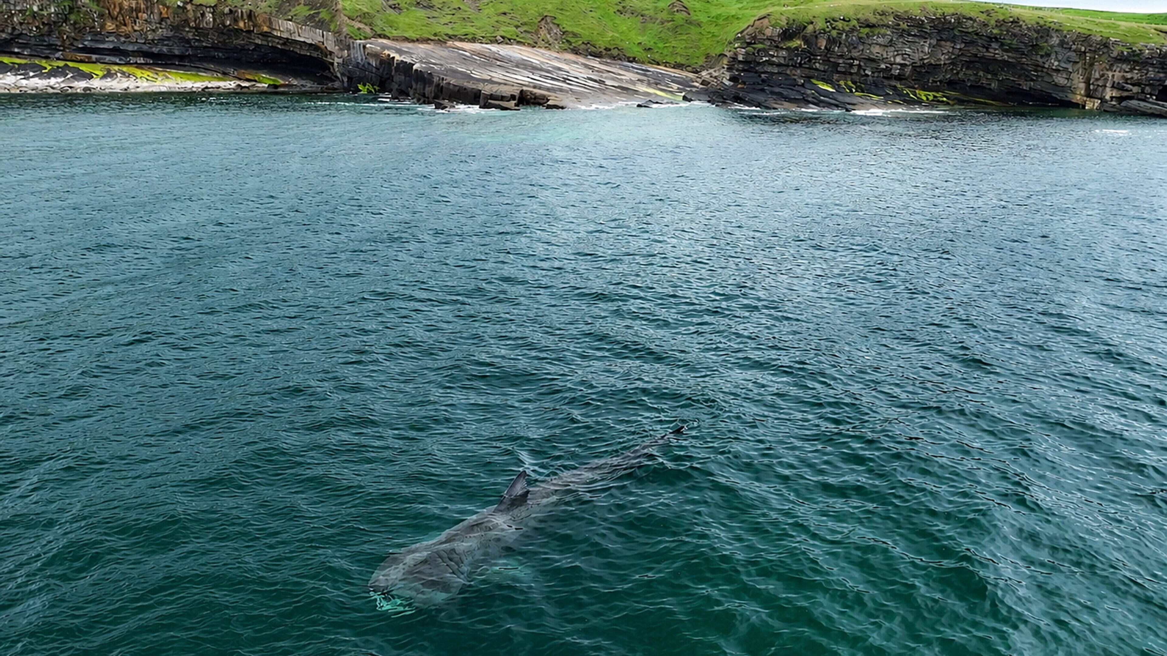 Dozens of basking sharks put on spectacular display off Mullaghmore Head in rare coastal gathering