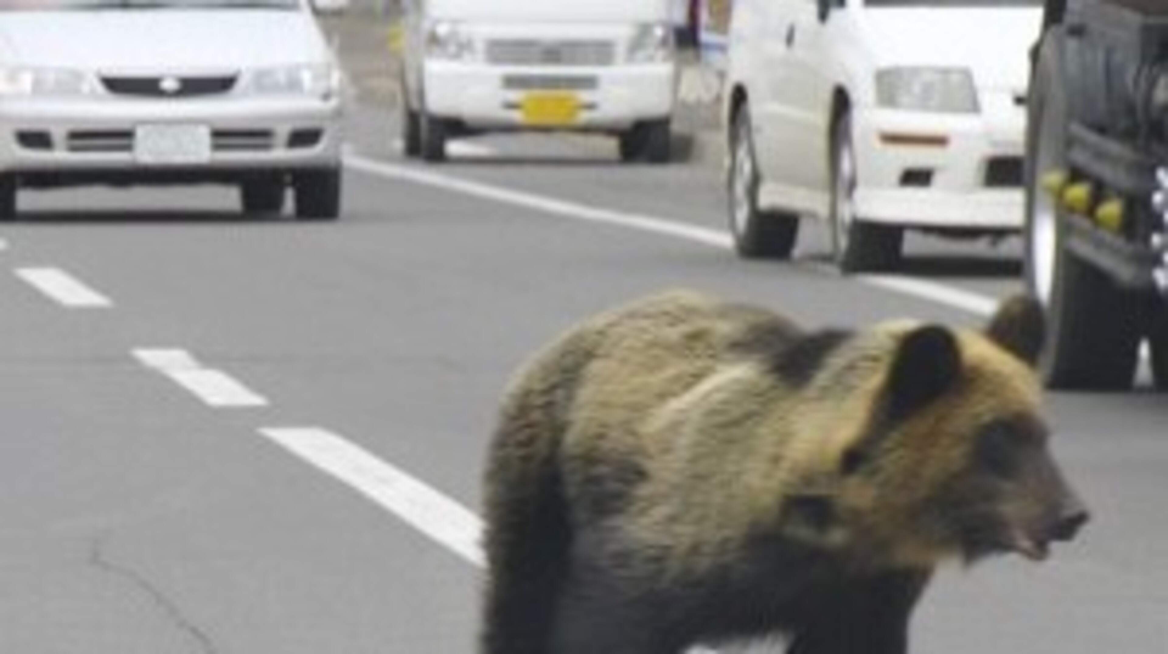 Man accidentally sets off anti-bear spray in Japanese post office