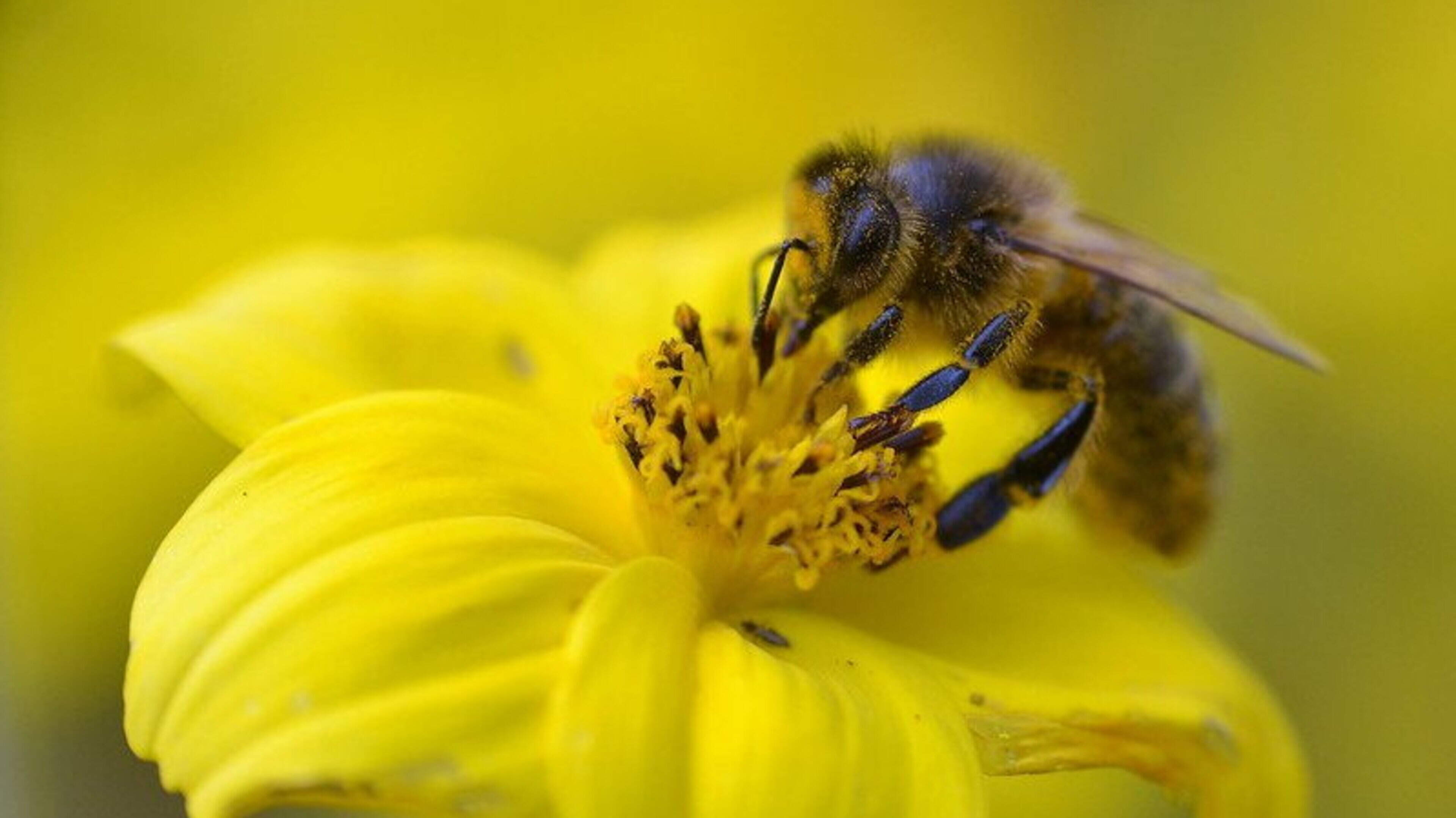 Irish bees’ ability to survive is threatened by imported species, scientists warn