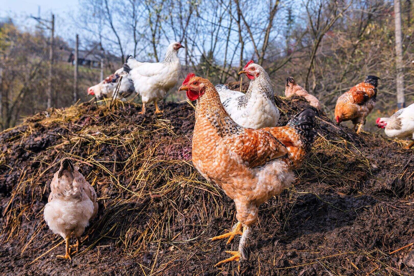 Broiler manure is a cost-effective fertiliser – here's why, how and when to use it | Irish Independent