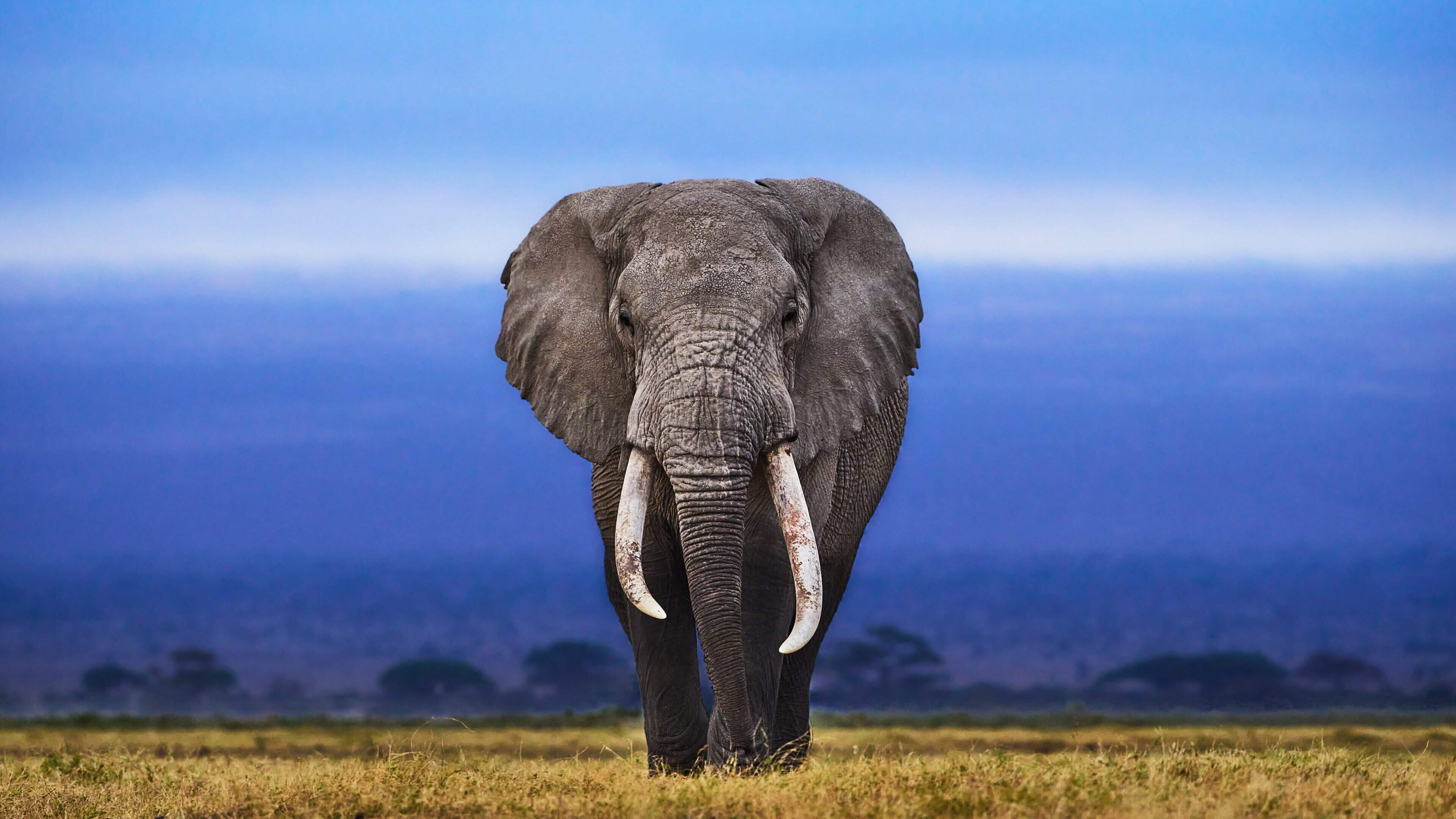 ‘Nowhere left for us to run’: Same wild elephant returns to village to kill four members of a family over 14 years